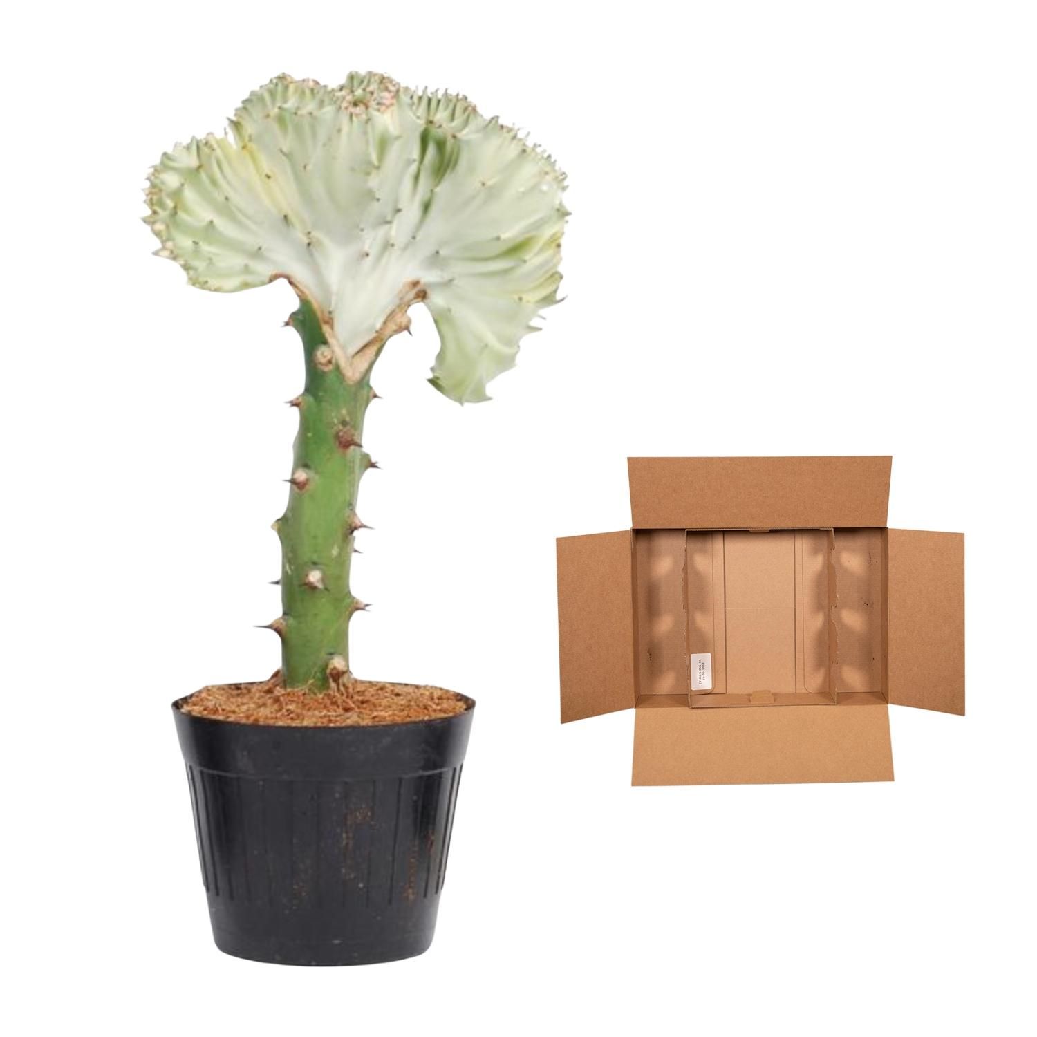 Euphorbia lactea Cristata Korallen-Kaktus