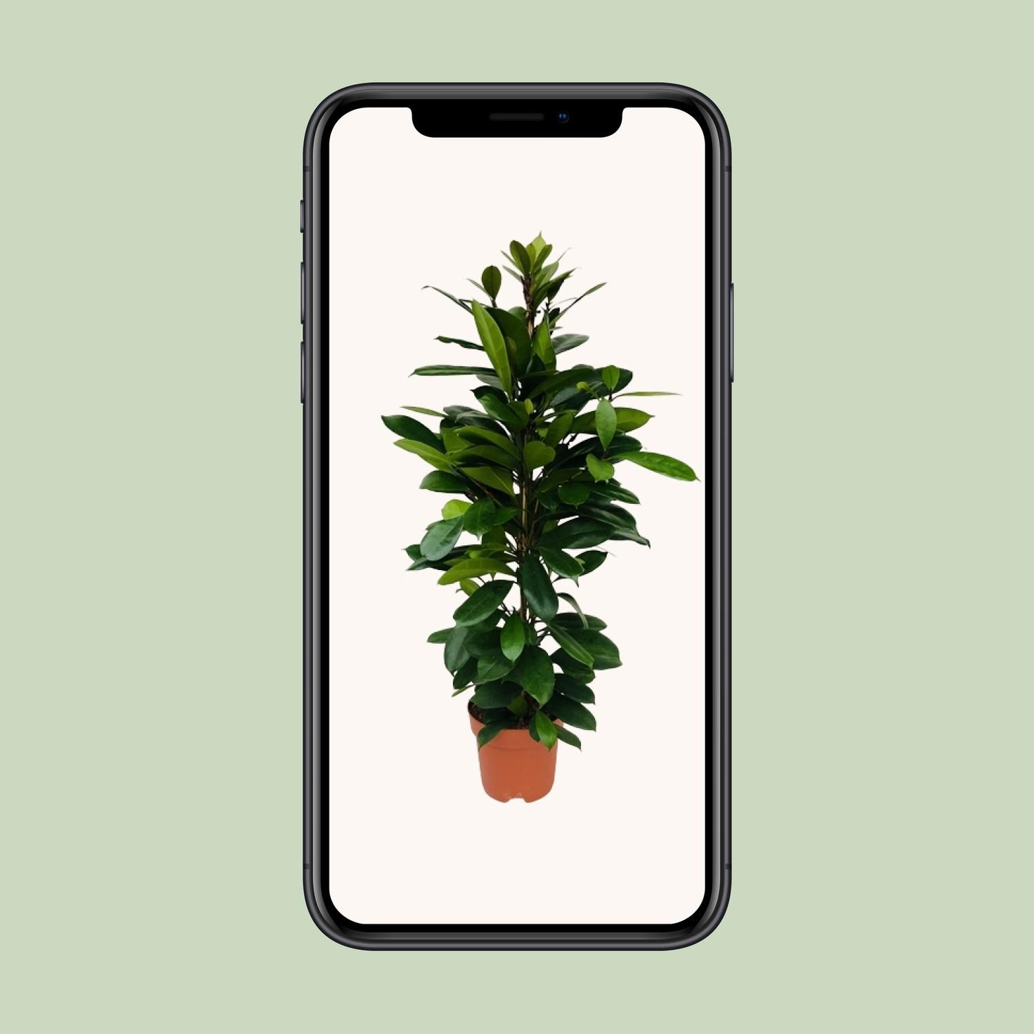 Ficus Cyathistipula Zimmerpflanze