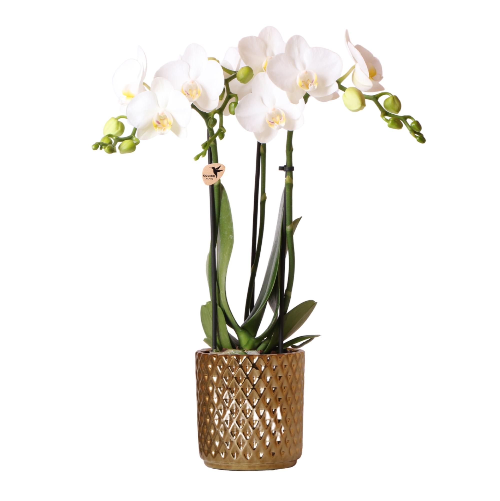 Phalaenopsis Orchidee Amabilis im goldenen Diamant-Dekotopf