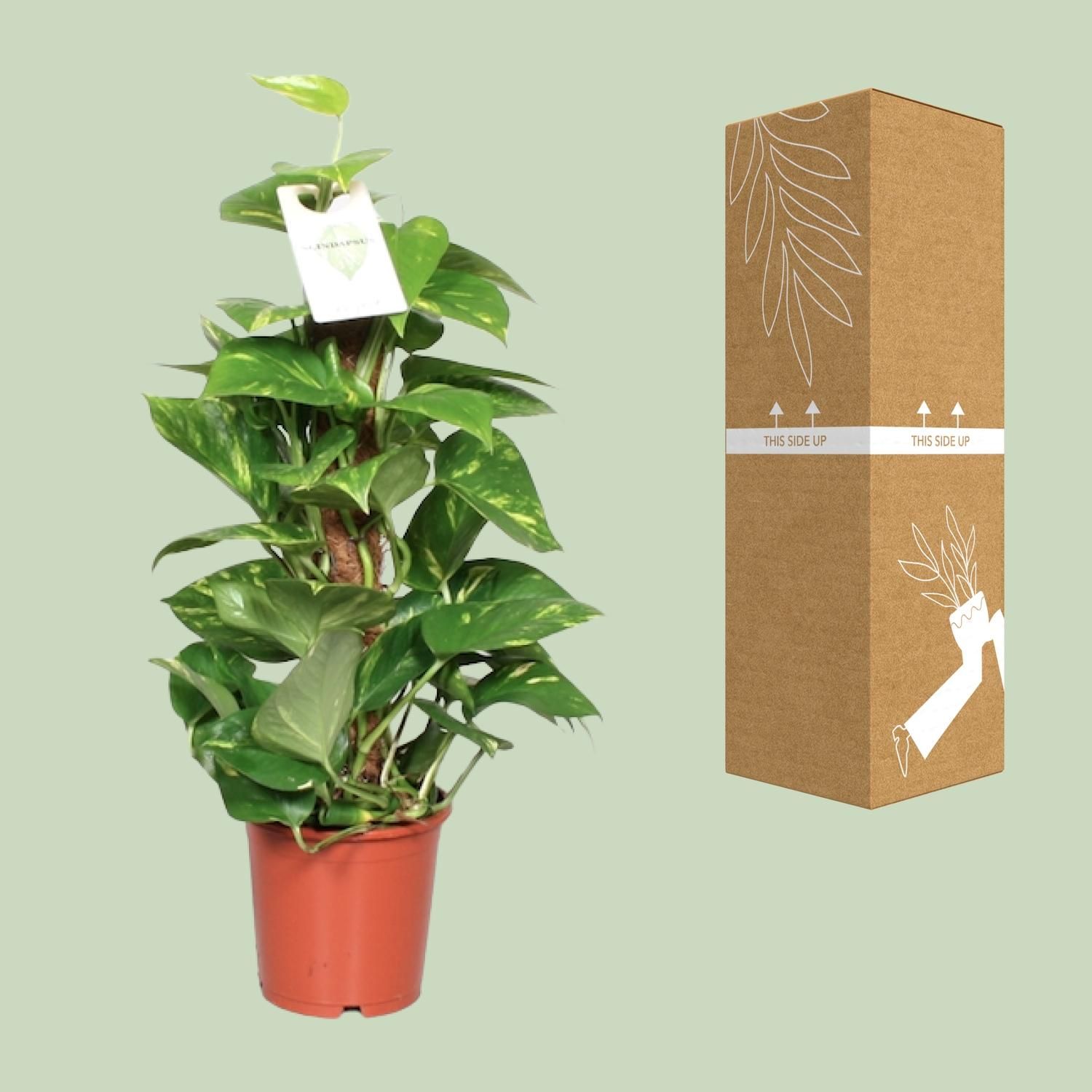 Goldene Efeutute Epipremnum Pinnatum