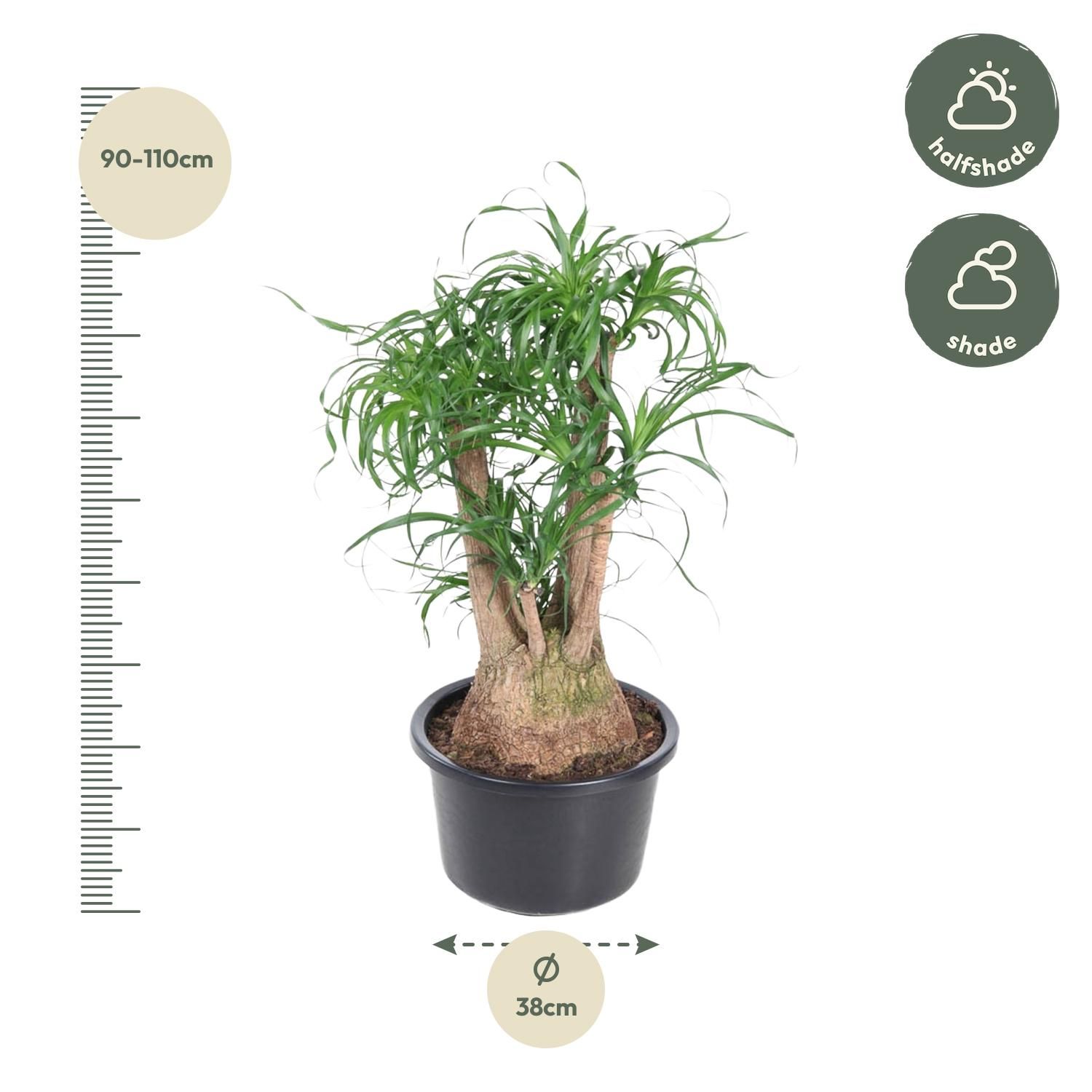 Beaucarnea verzweigt – Exotischer Zimmerbaum