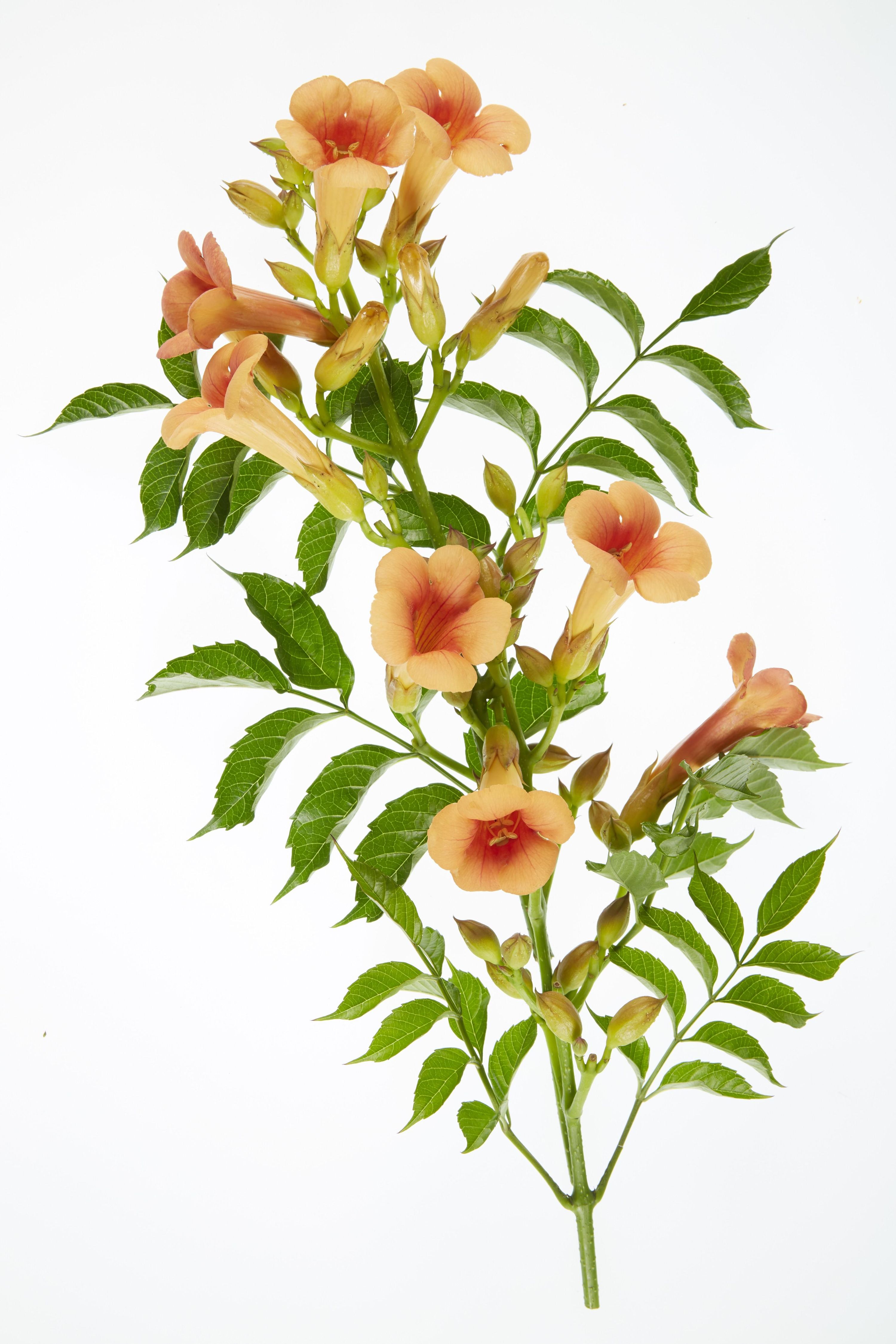 Campsis Indian Summer Trompetenblume Orange