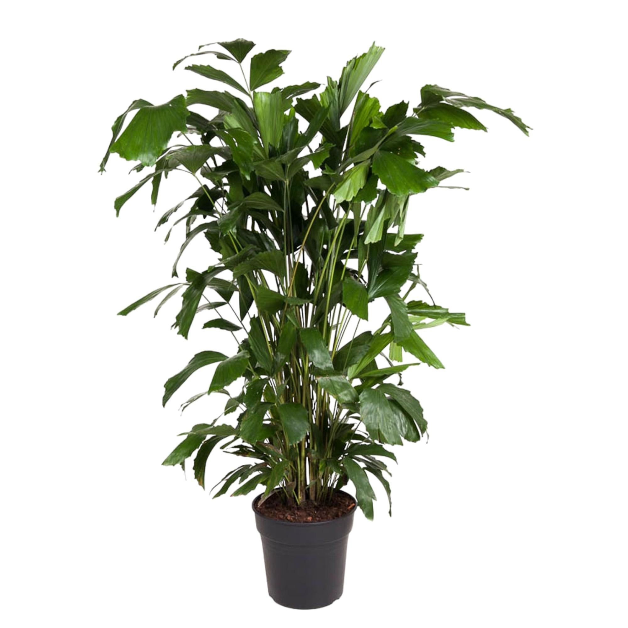 Caryota Mitis Fischschwanzpalme