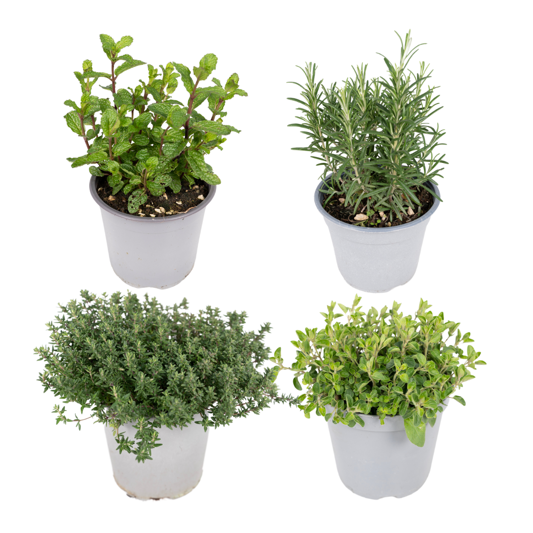 Gartenkräuter Mix