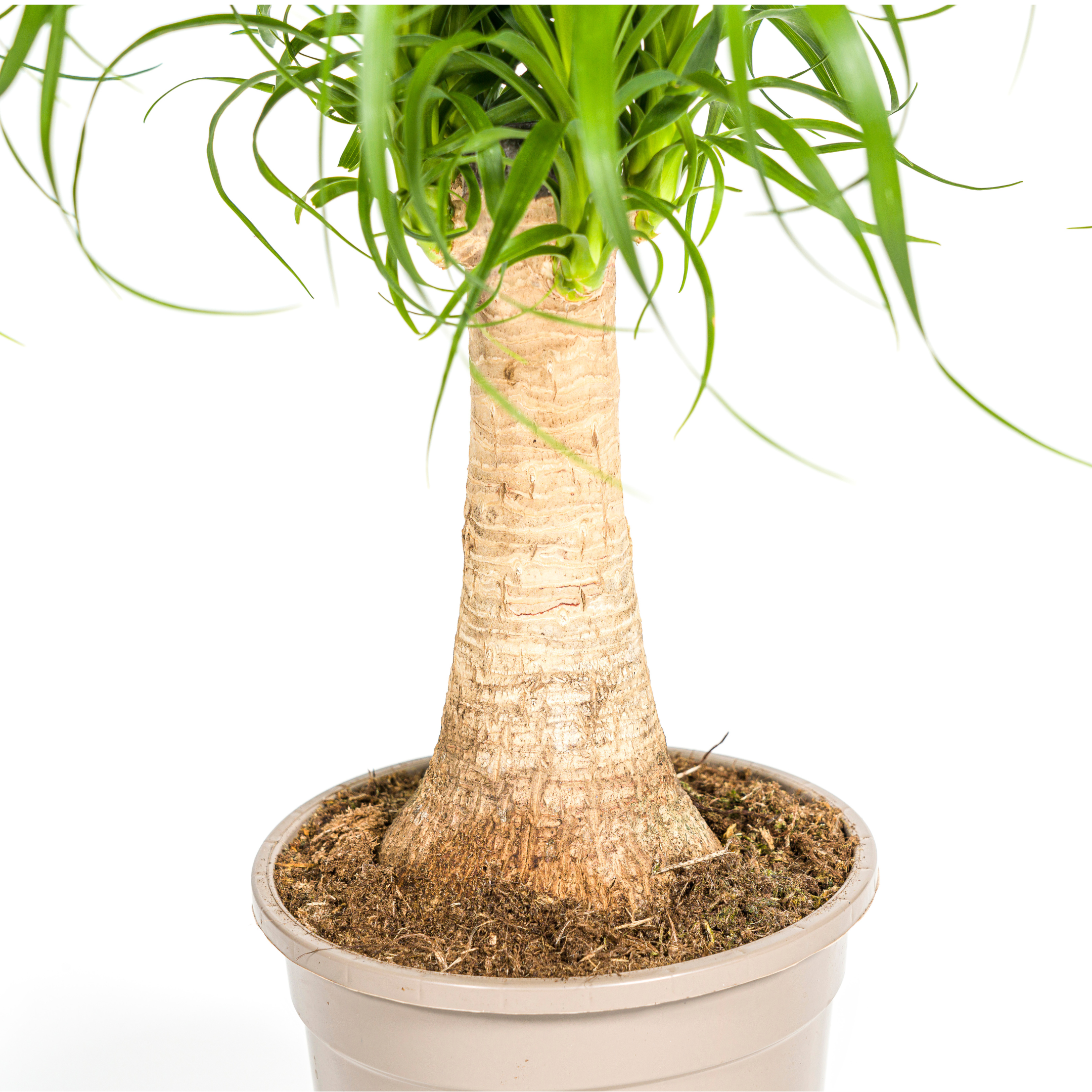 Beaucarnea Recurvata – robuster Stamm – Ø 17 cm Topf