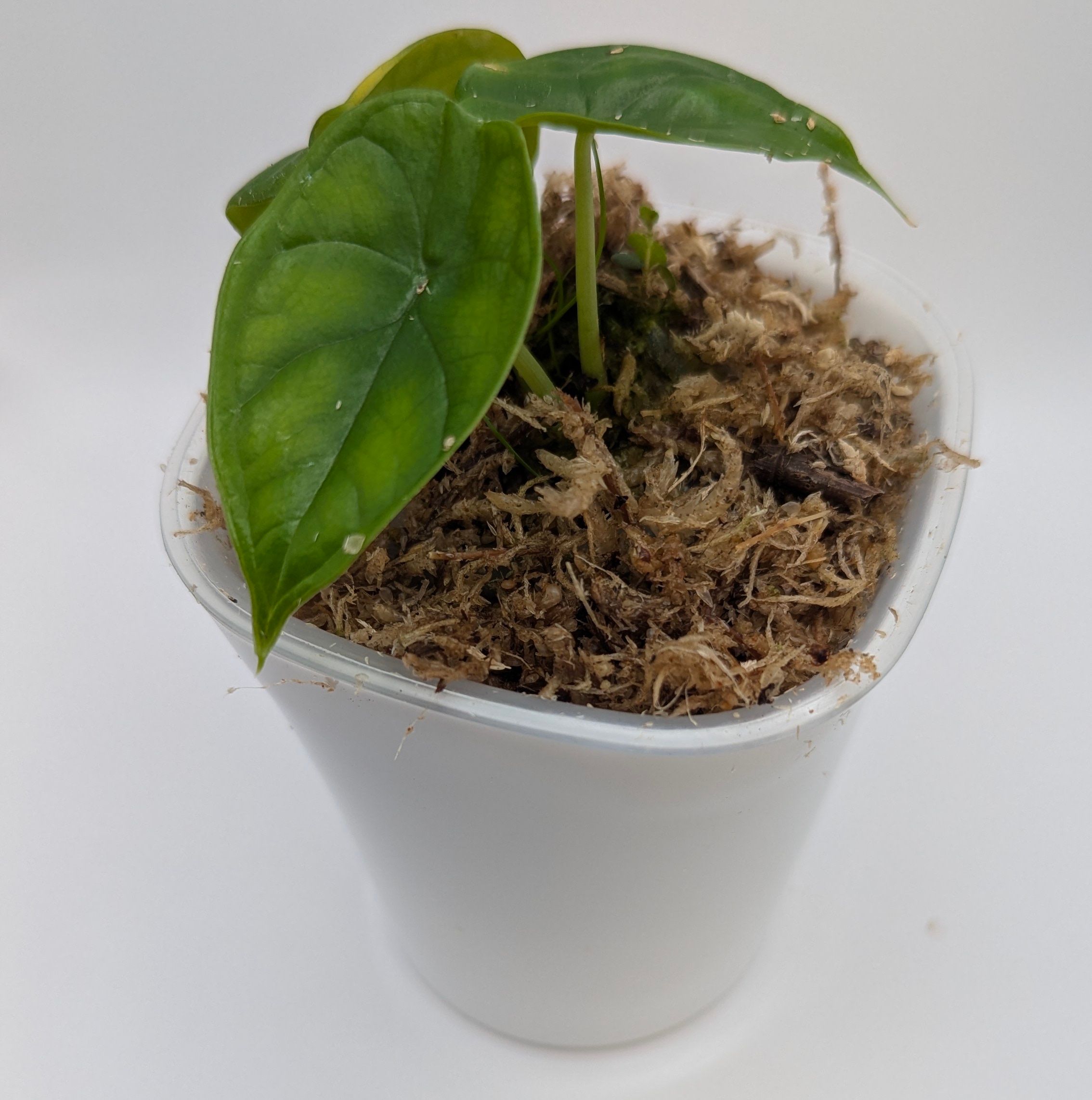 Alocasia baginda Aegis