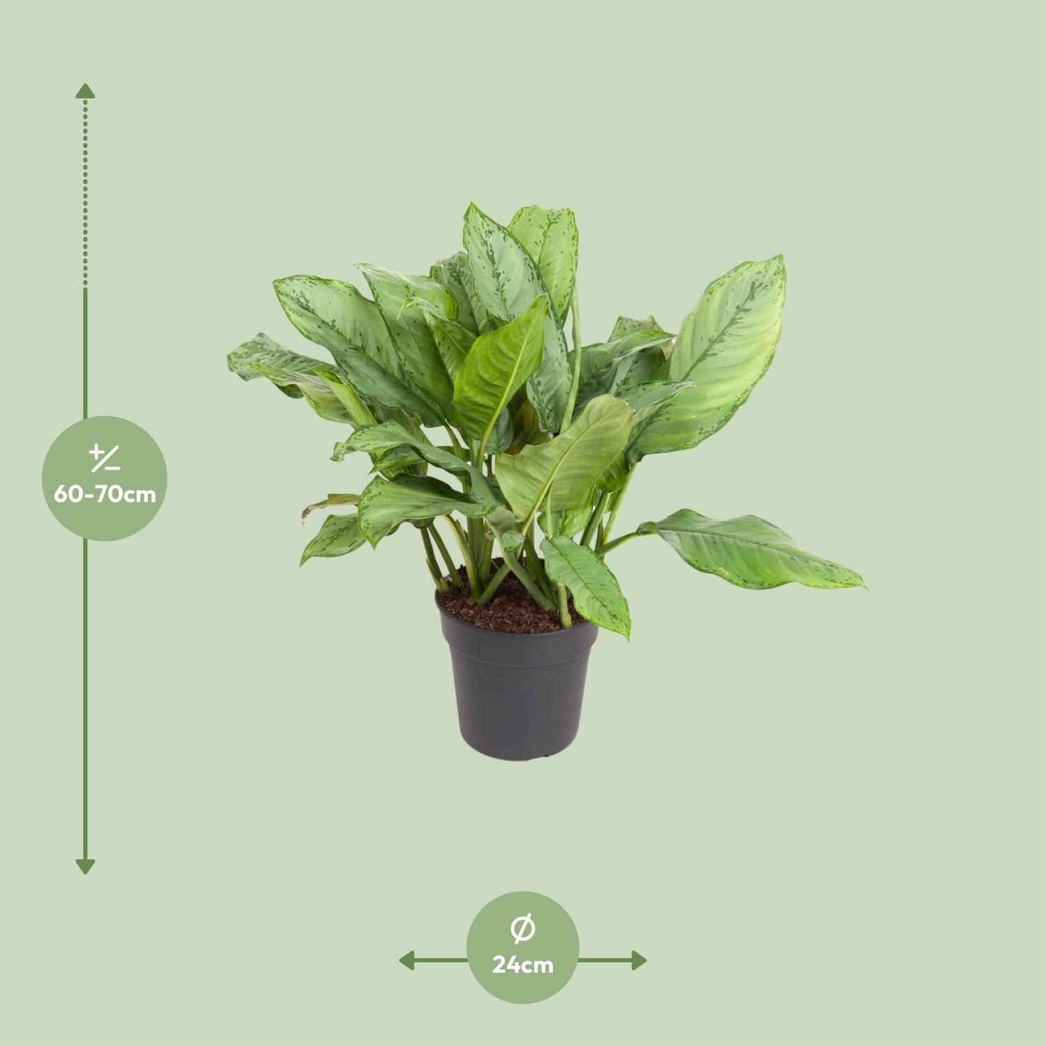 Aglaonema Zimmerpflanze mit eleganten Blättern