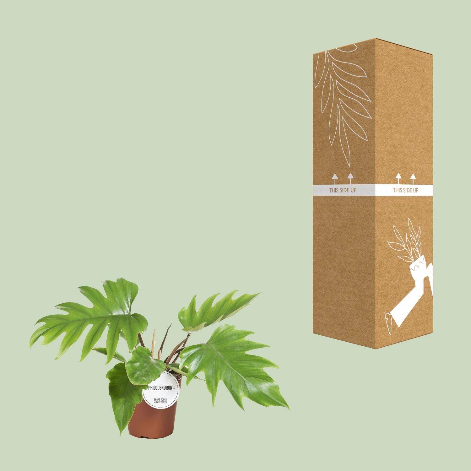 Philodendron Mayoi Zimmerpflanze