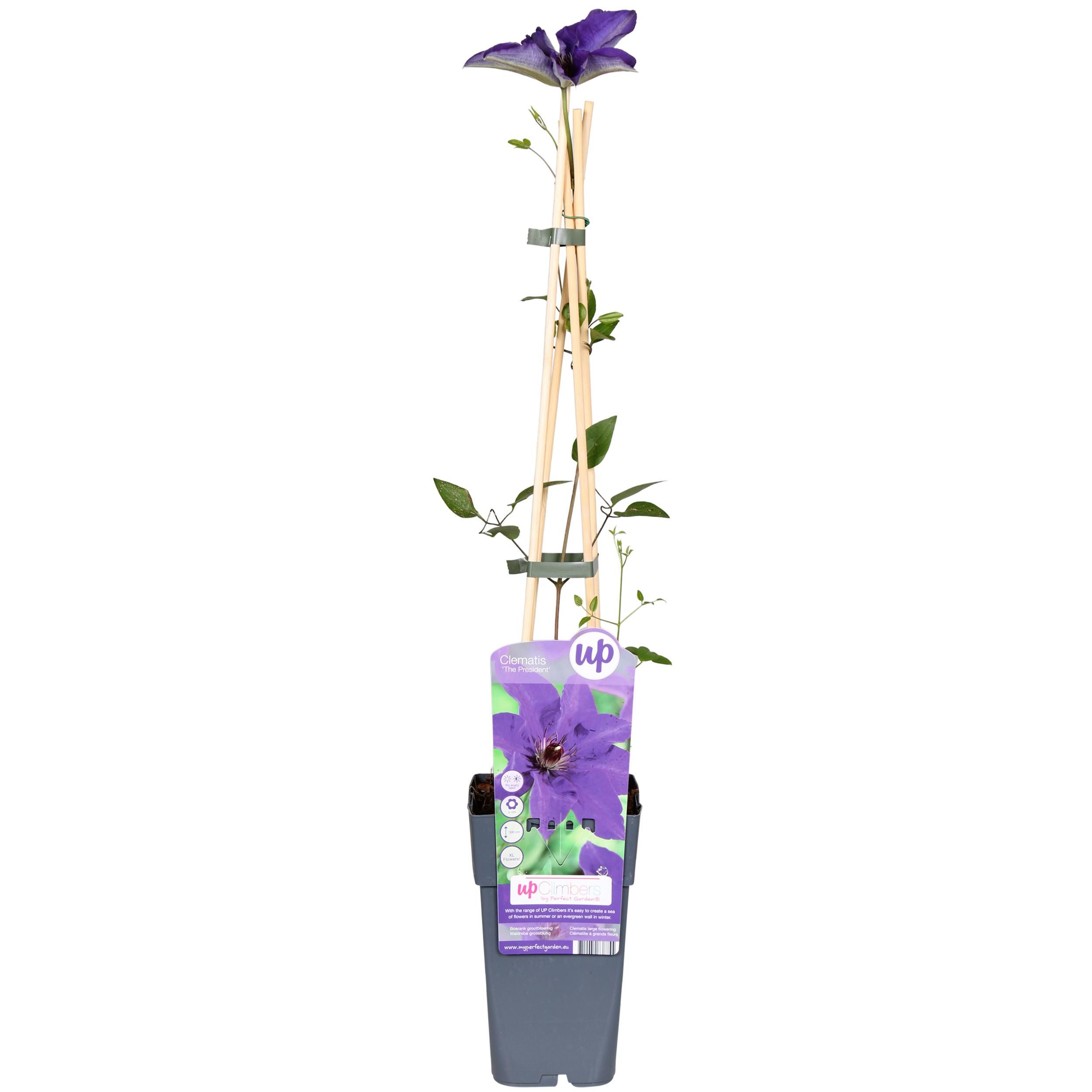 Clematis Kletterpflanze The President