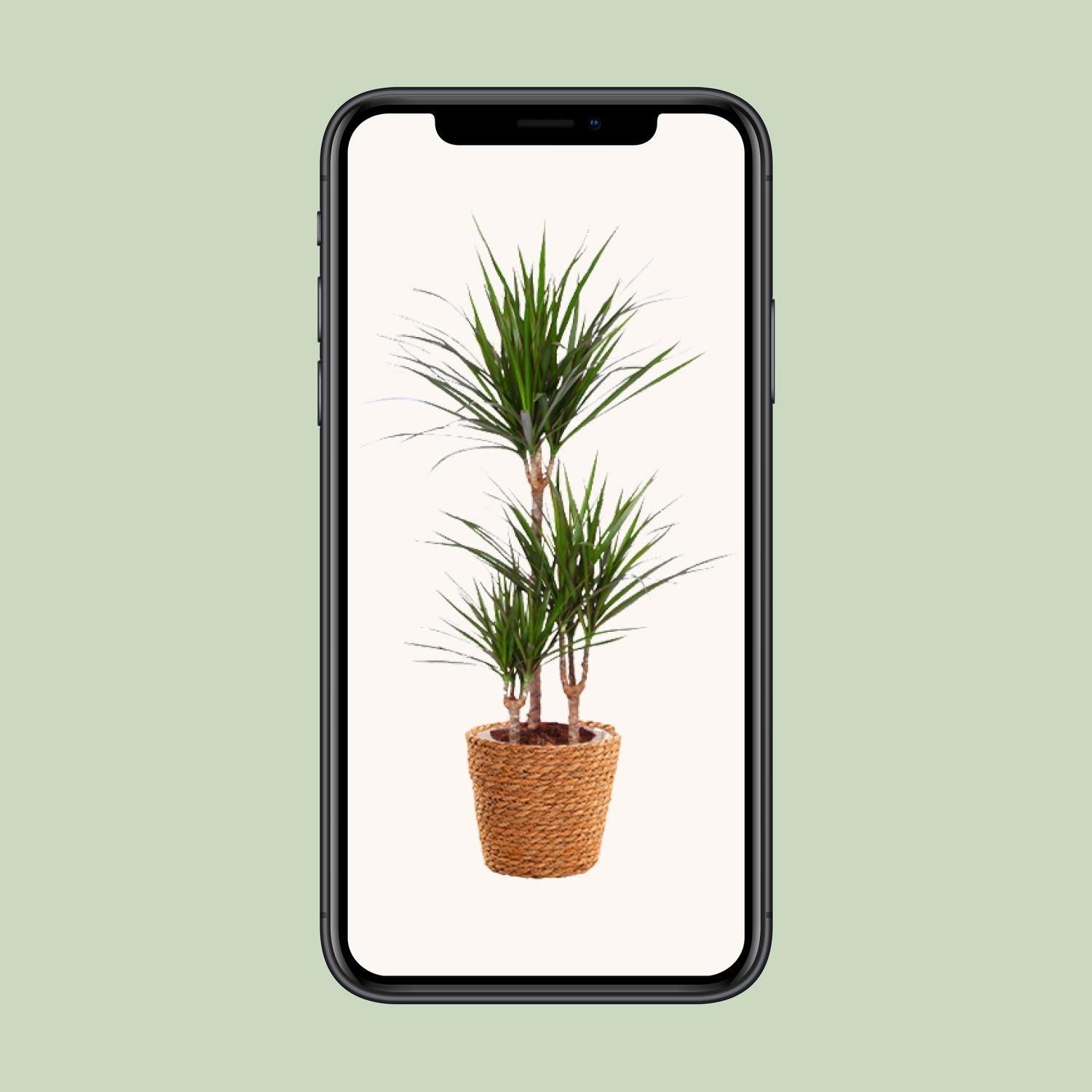 Dracaena Marginata Drachenbaum - Exotische Zimmerpflanze