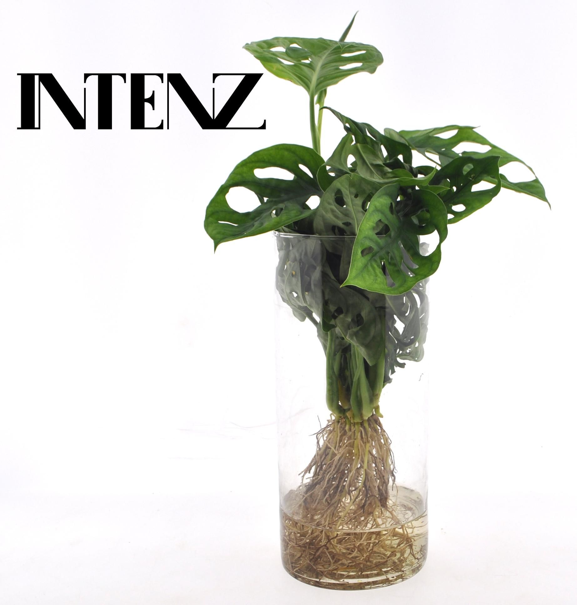 Monstera Hydroponie im Glaszylinder