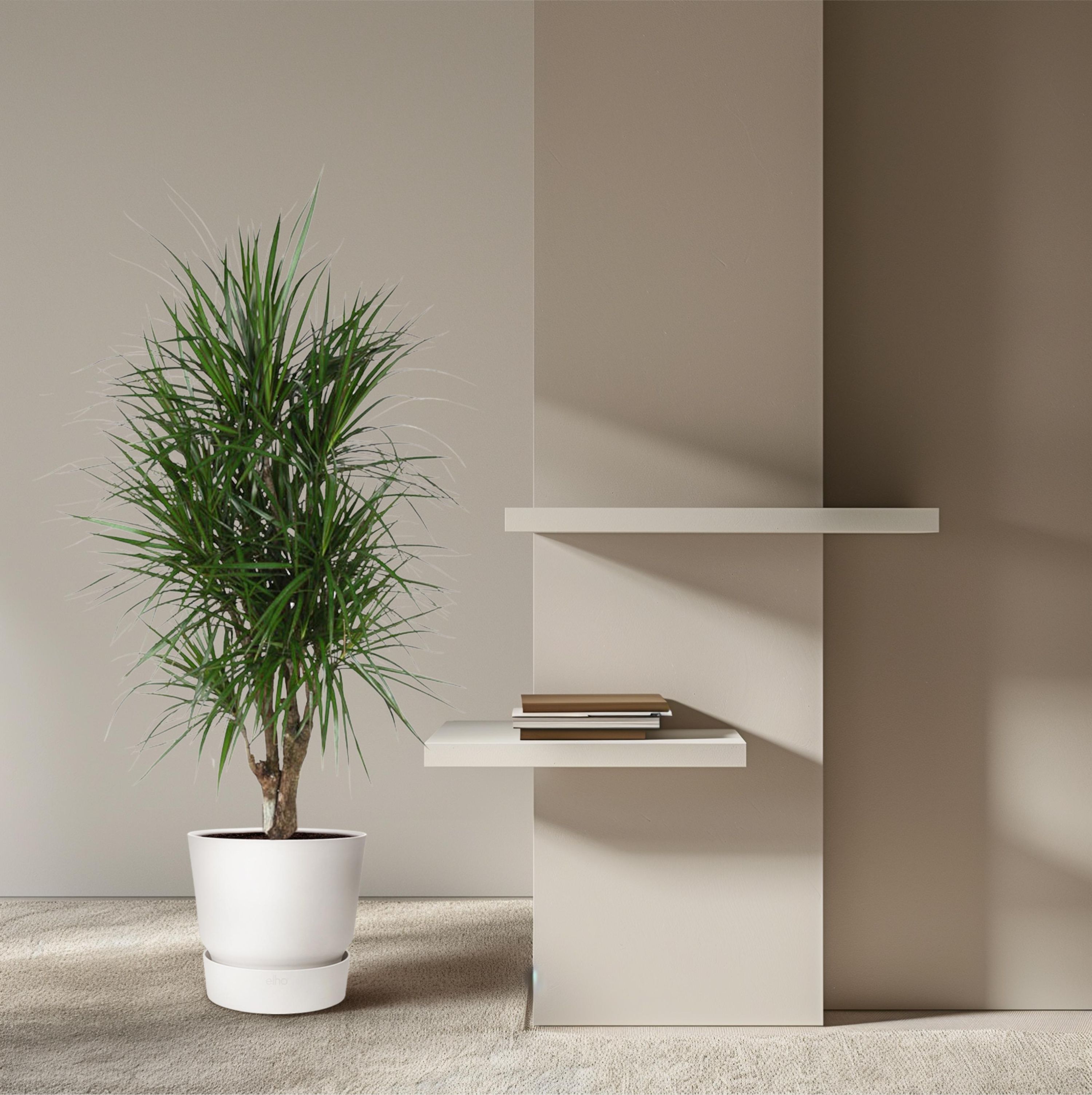 Dracaena Marginata elegante Zimmerpflanze