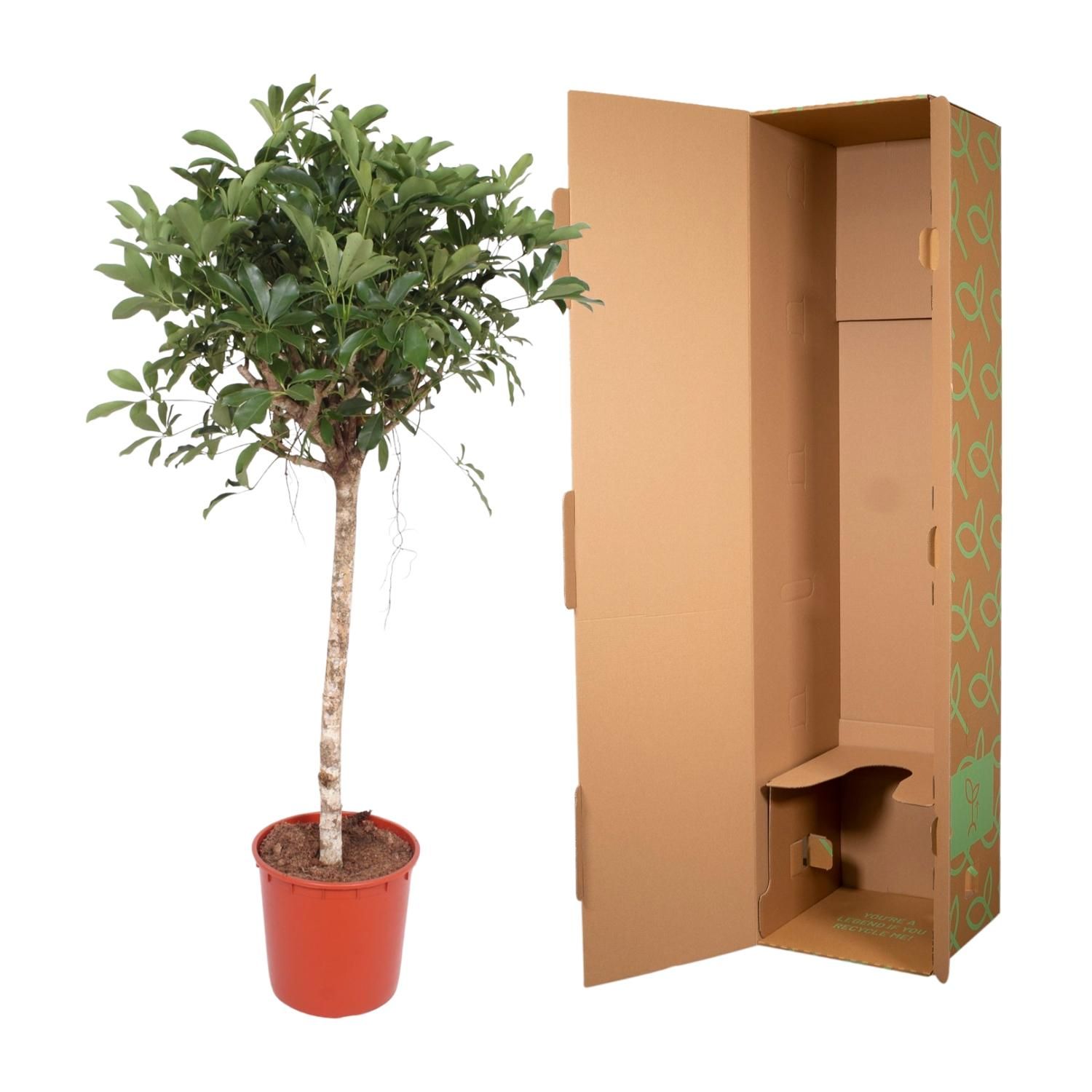 Schefflera Arboricola Compacta Zimmerpflanze