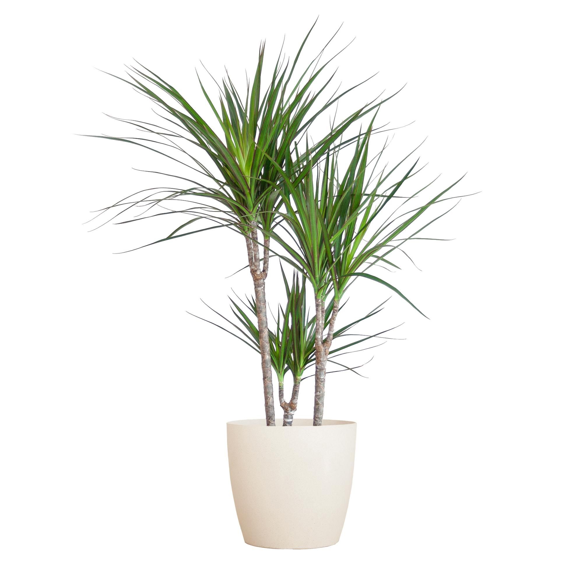 Dracaena Marginata Zimmerpflanze mit Viber Übertopf