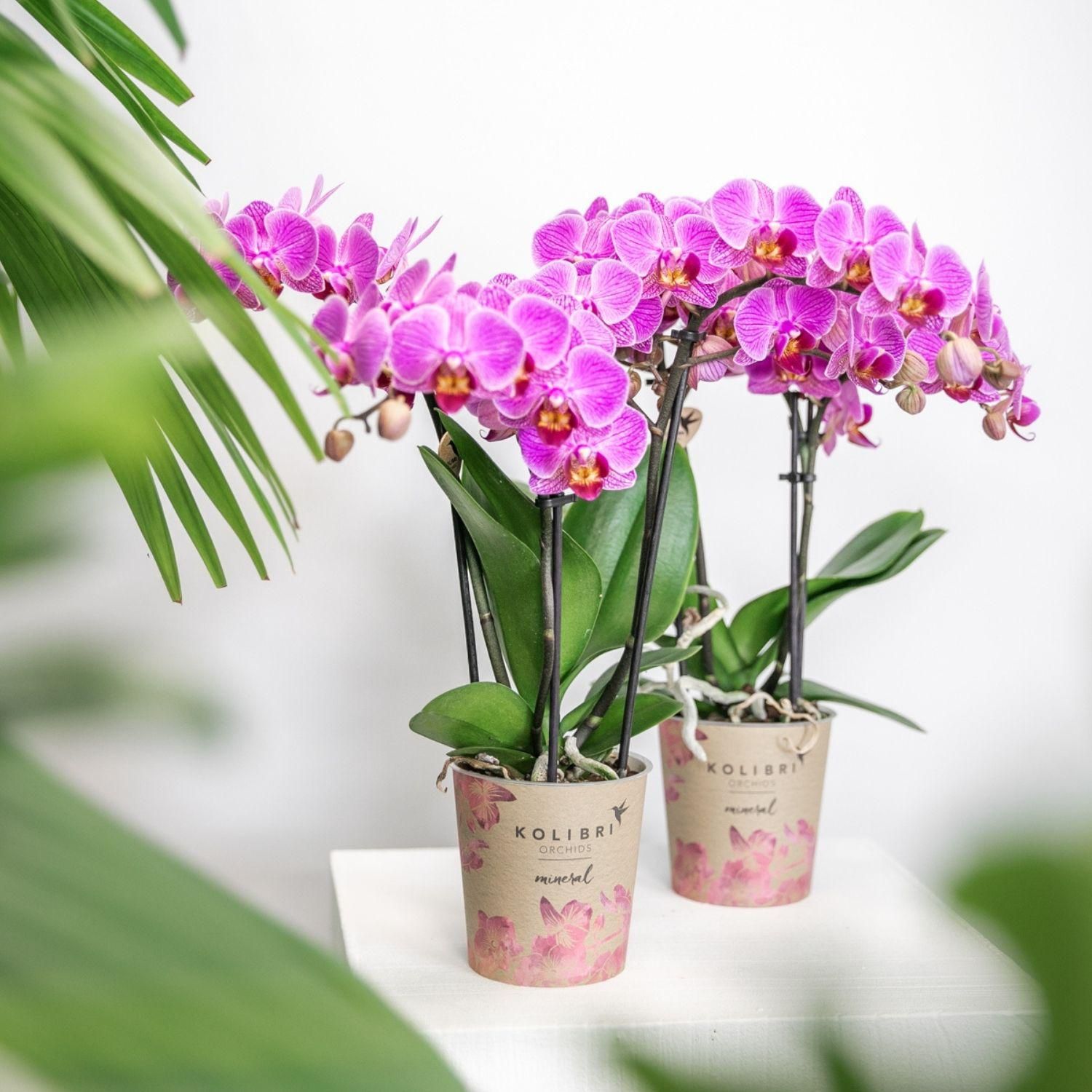 Phalaenopsis Orchidee - lila blühende Zimmerpflanze