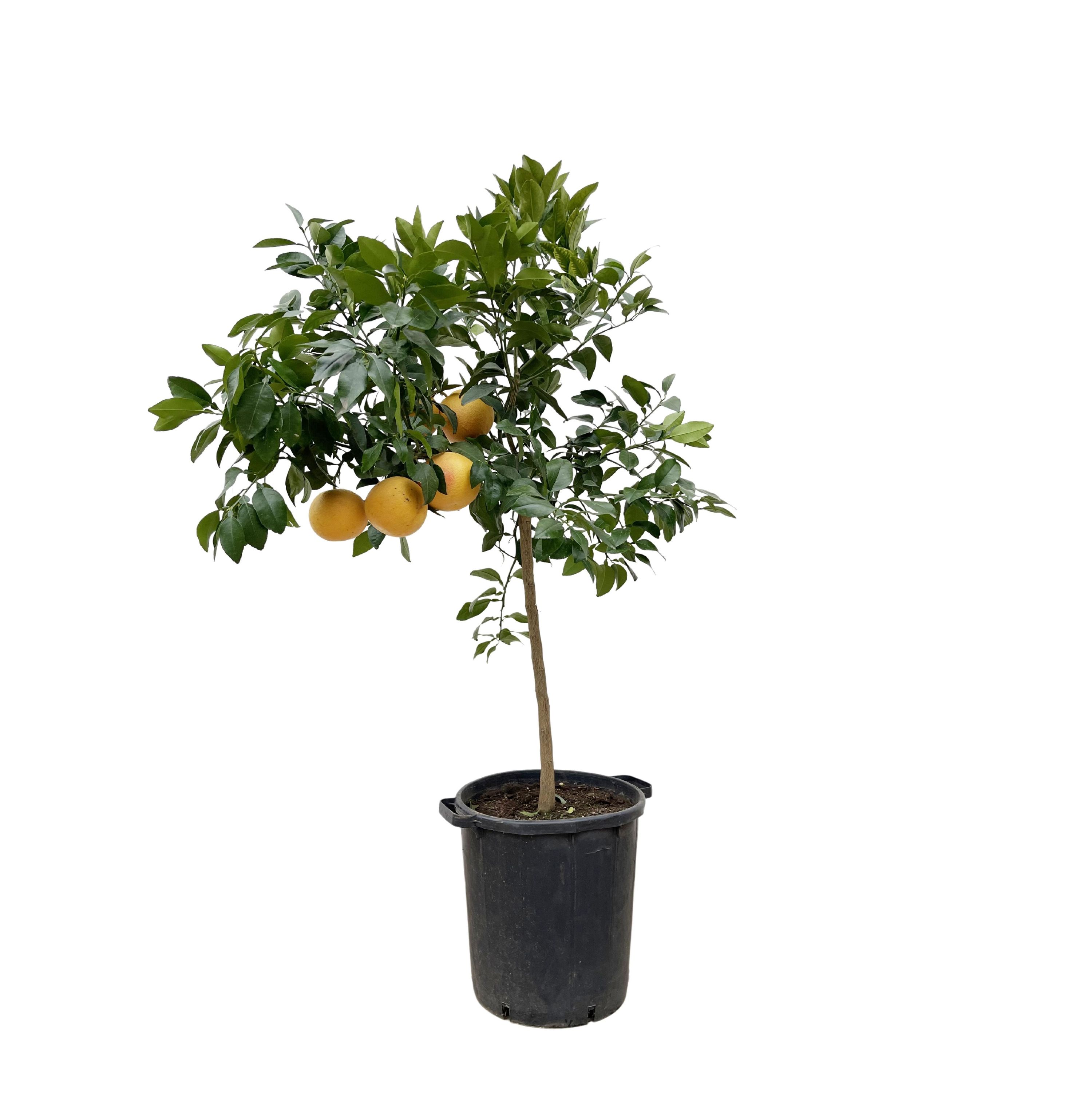 Citrus Calamondin Baum