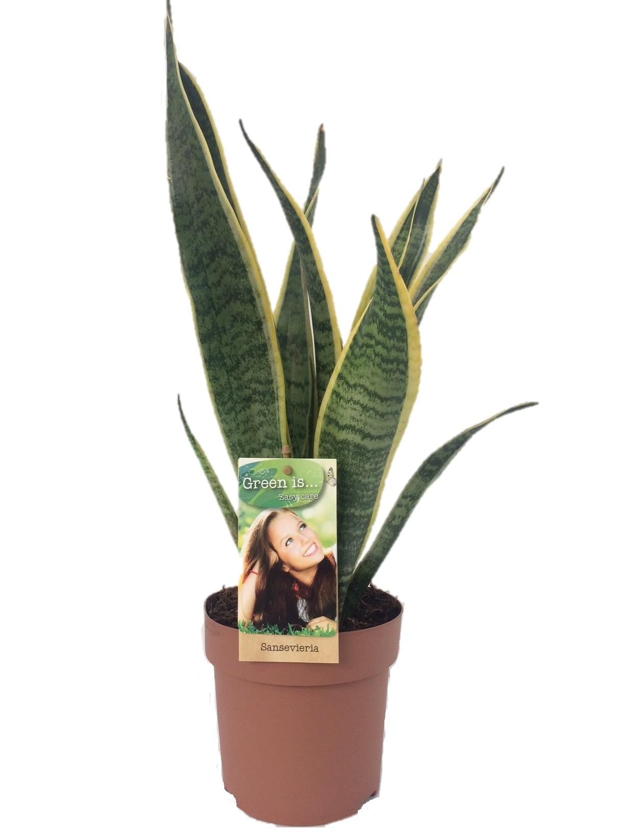 Sansevieria Laurentii Zimmerpflanze