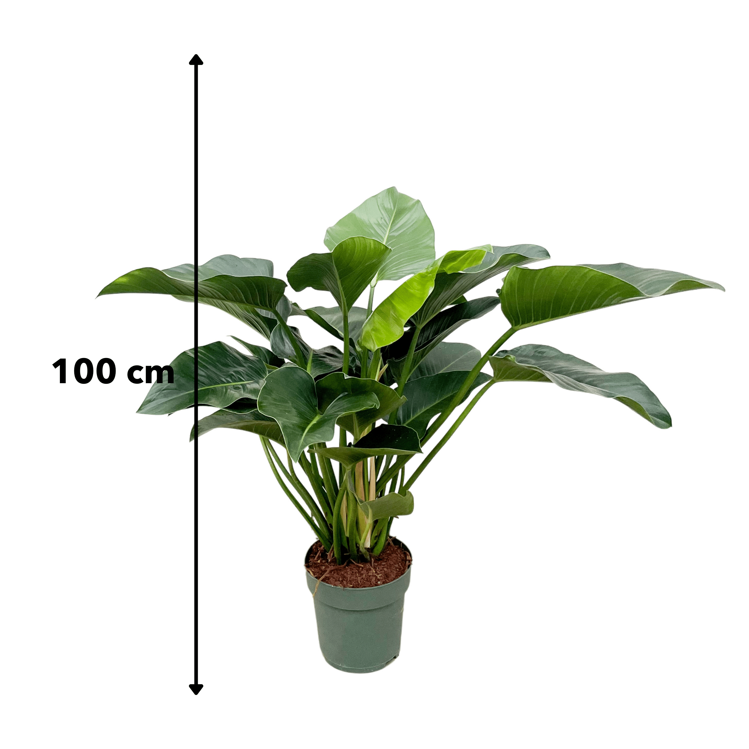 Philodendron Green Beauty Zimmerpflanze