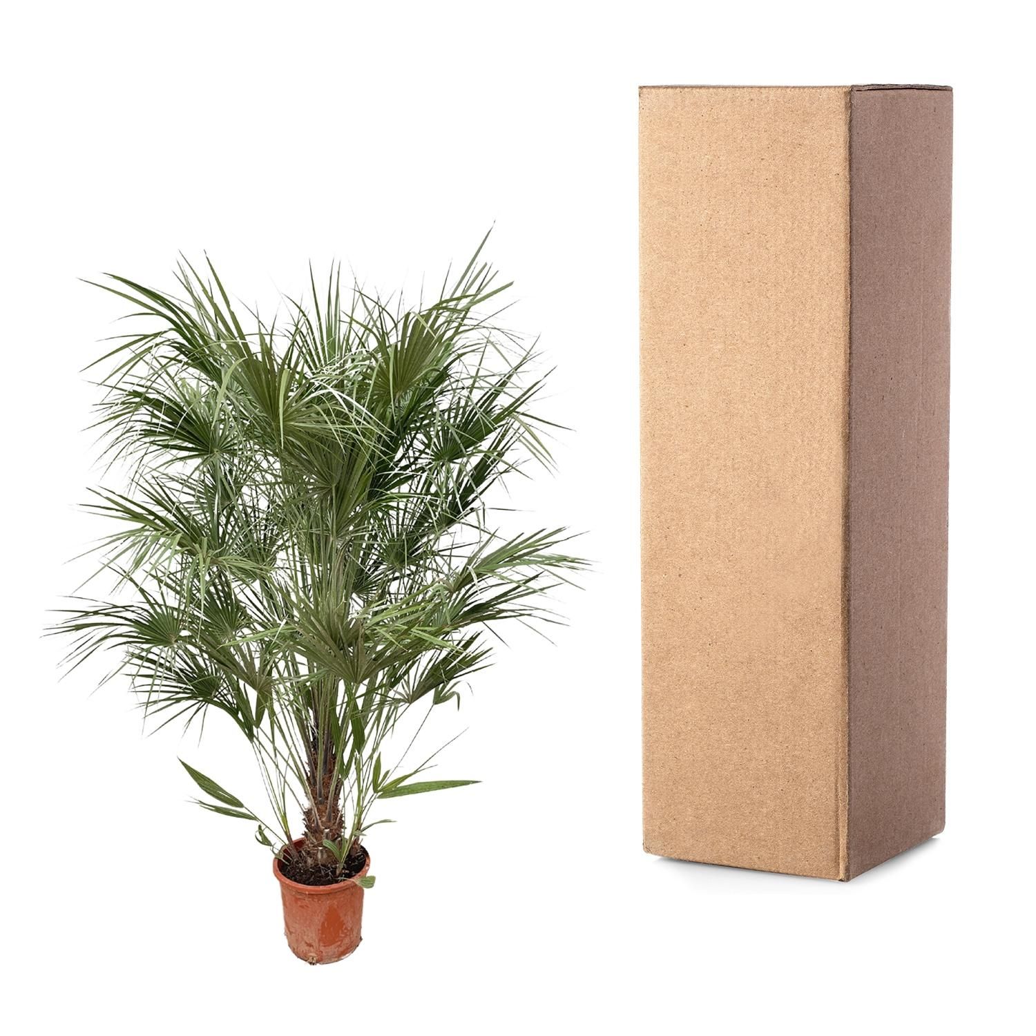 Chamaerops Humilis Mediterrane Zwergpalme