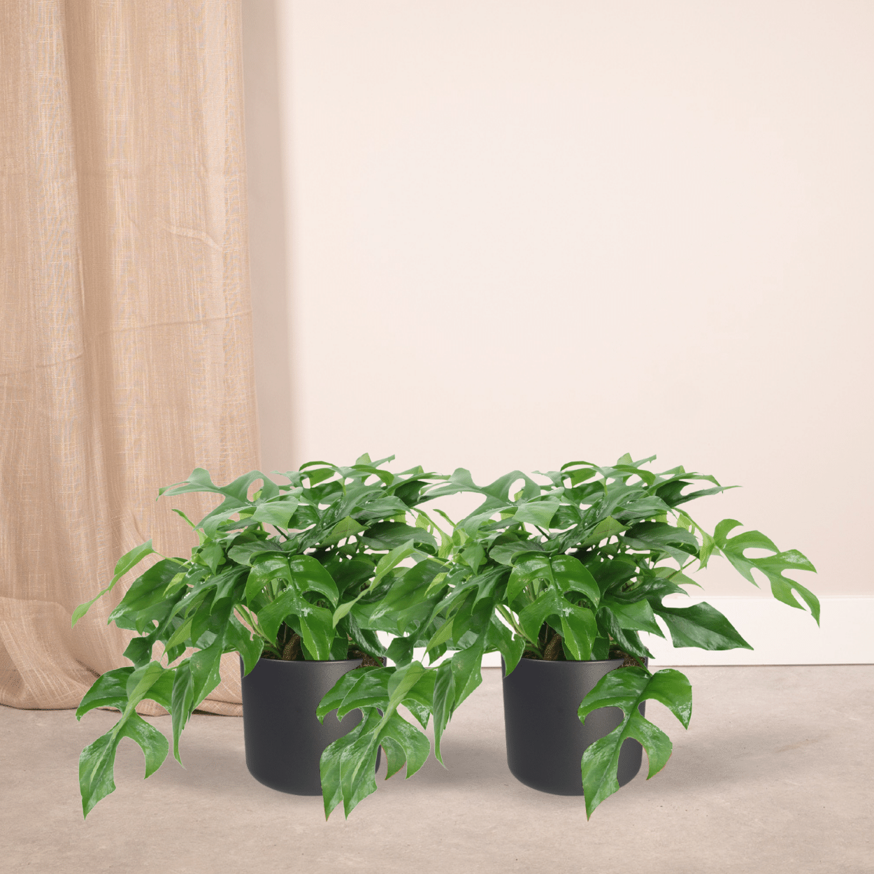 Monstera Minima Zimmerpflanze