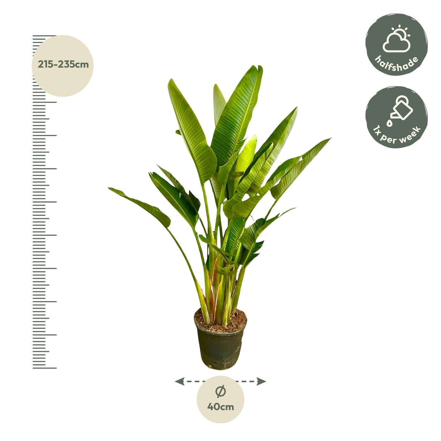Strelitzia Augusta Weiße Paradiesvogel Pflanze