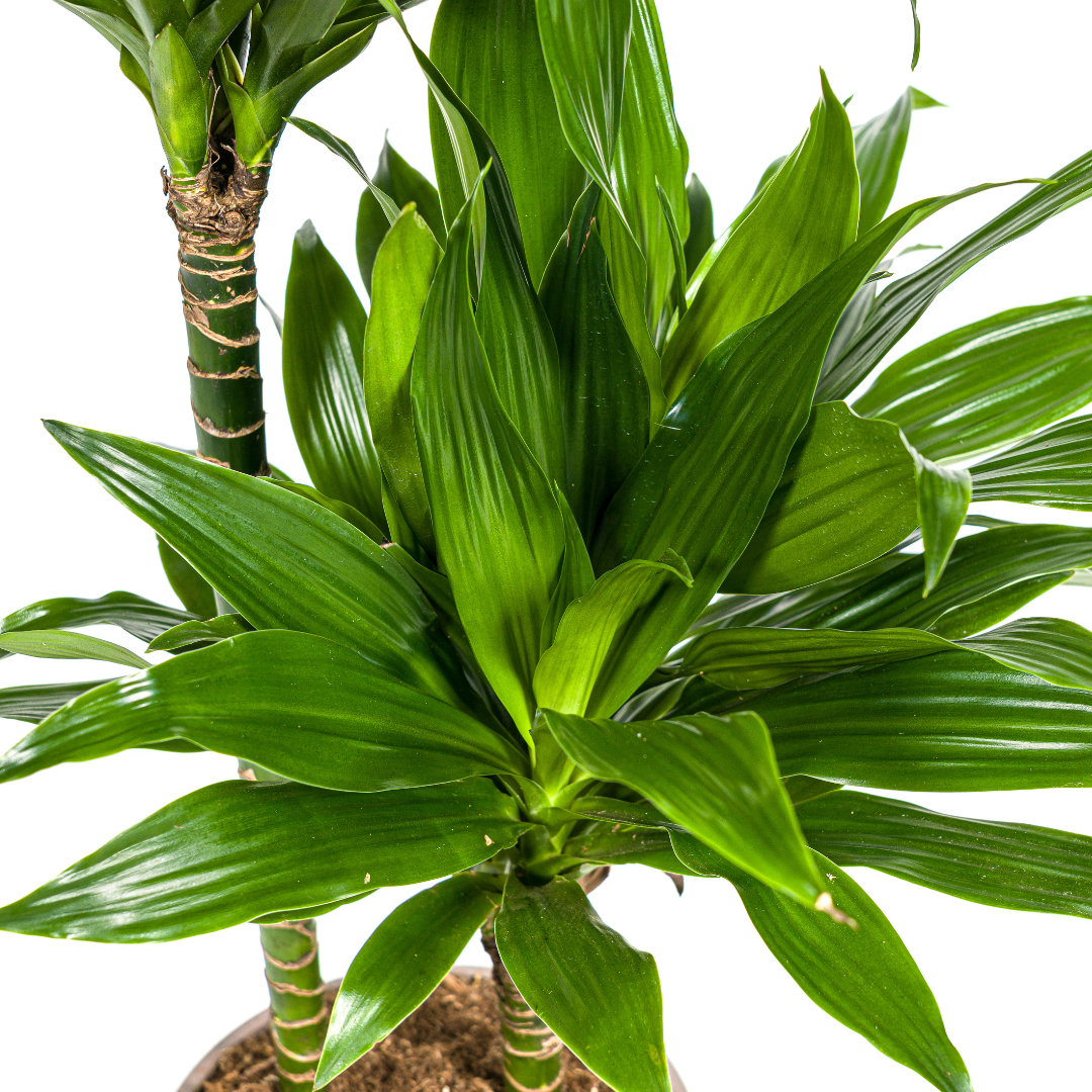 Drachenbaum Green Jewel | Ø19cm | 70-90cm Höhe
