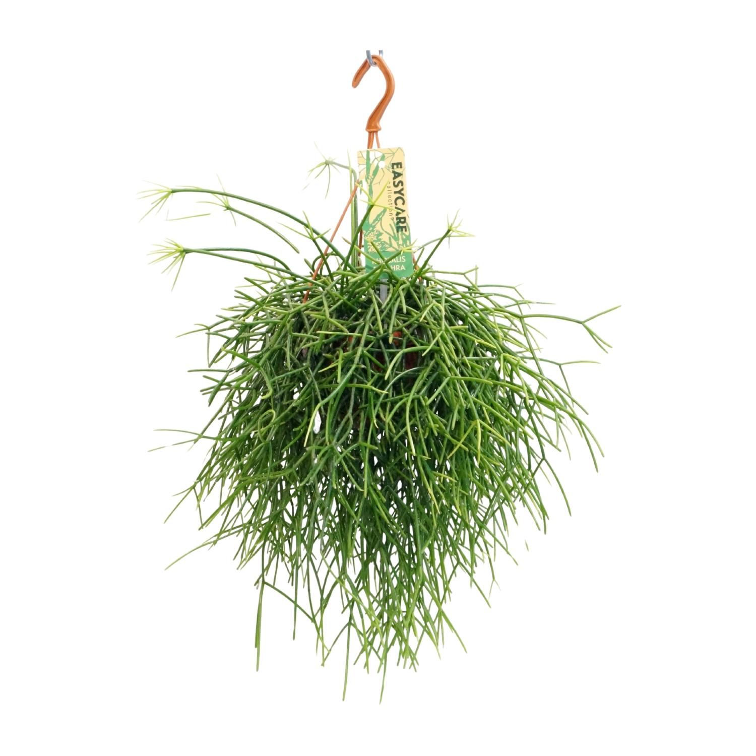Rhipsalis Pulchra Zimmerpflanze im 14 cm Topf