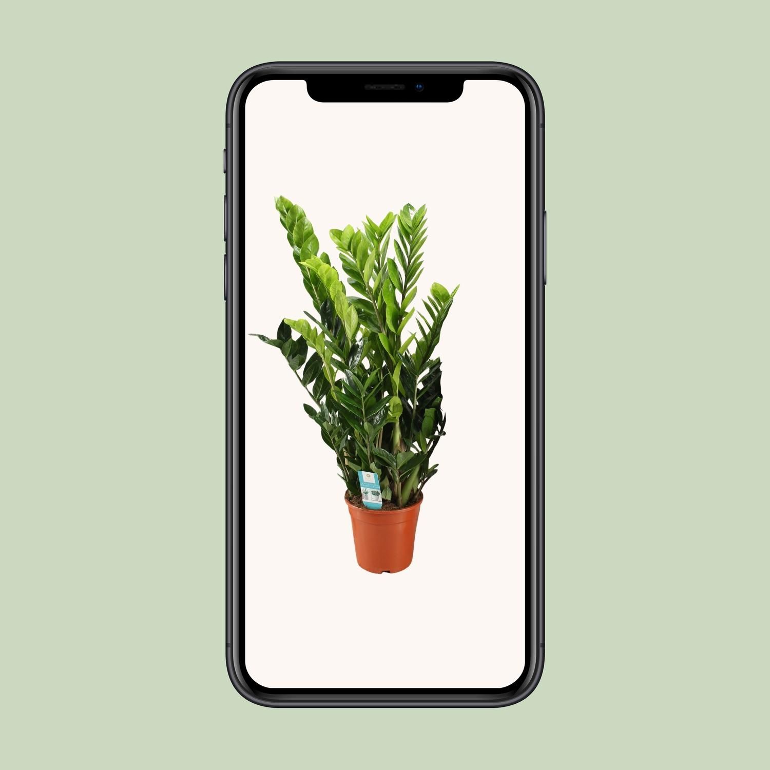 Elegante Zamioculcas Pflanze