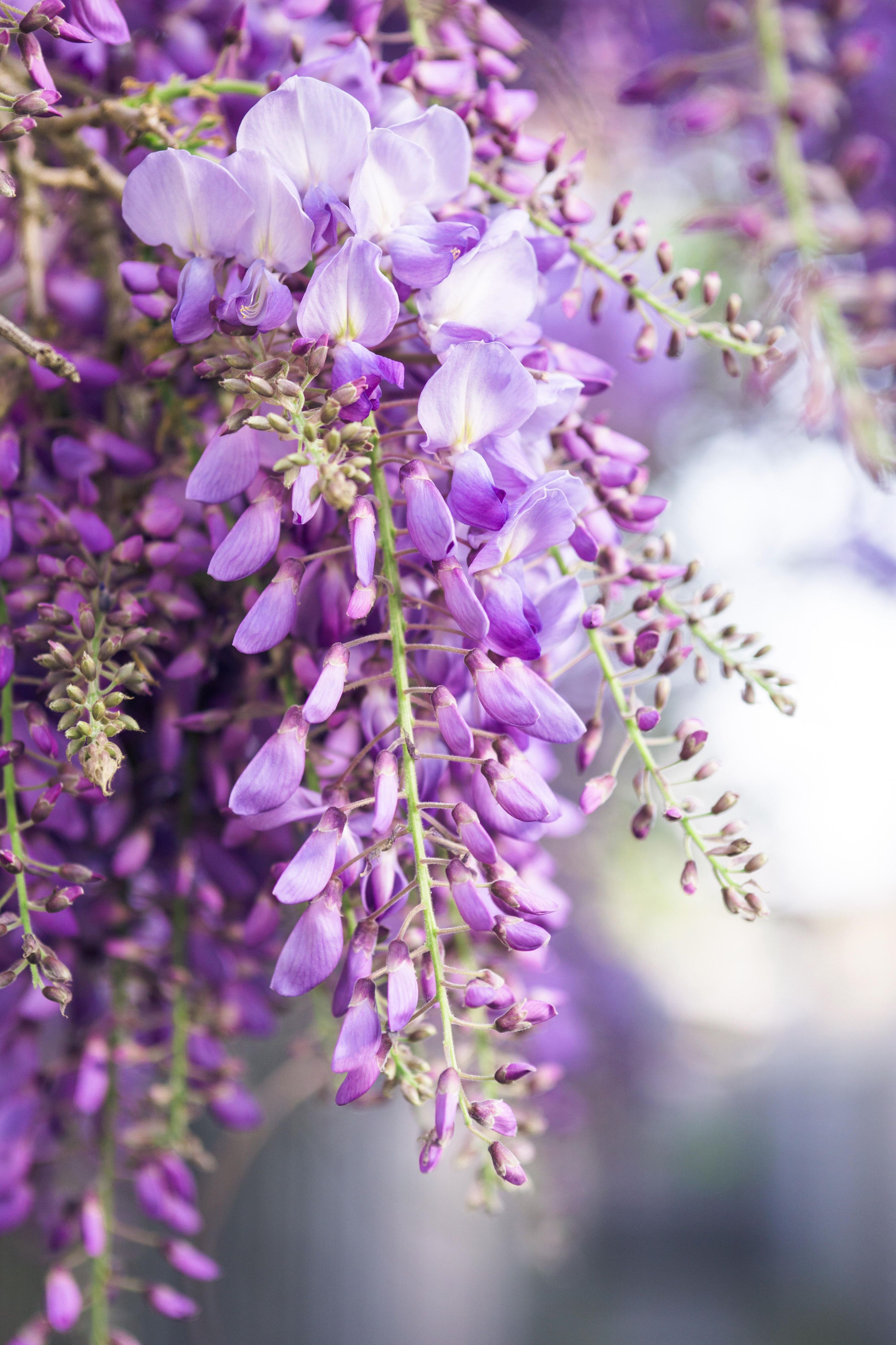 Wisteria Floribunda Kletterpflanze Naga Noda