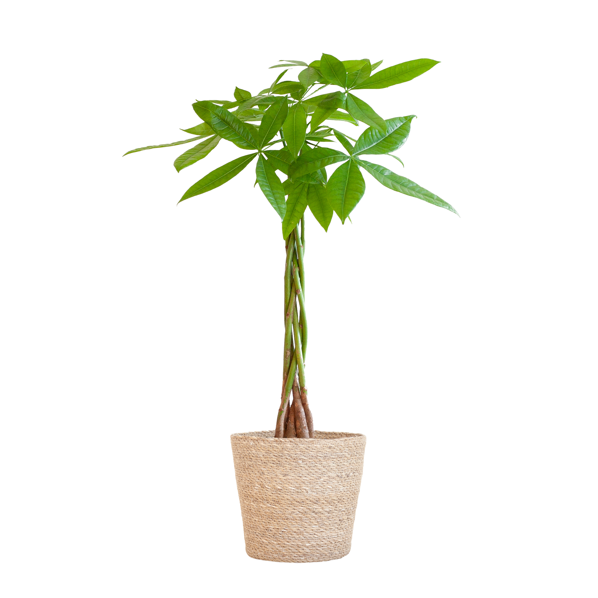 Pachira Aquatica | Geldbaum | Glückskastanie - 80cm mit Korb Sofia Natur