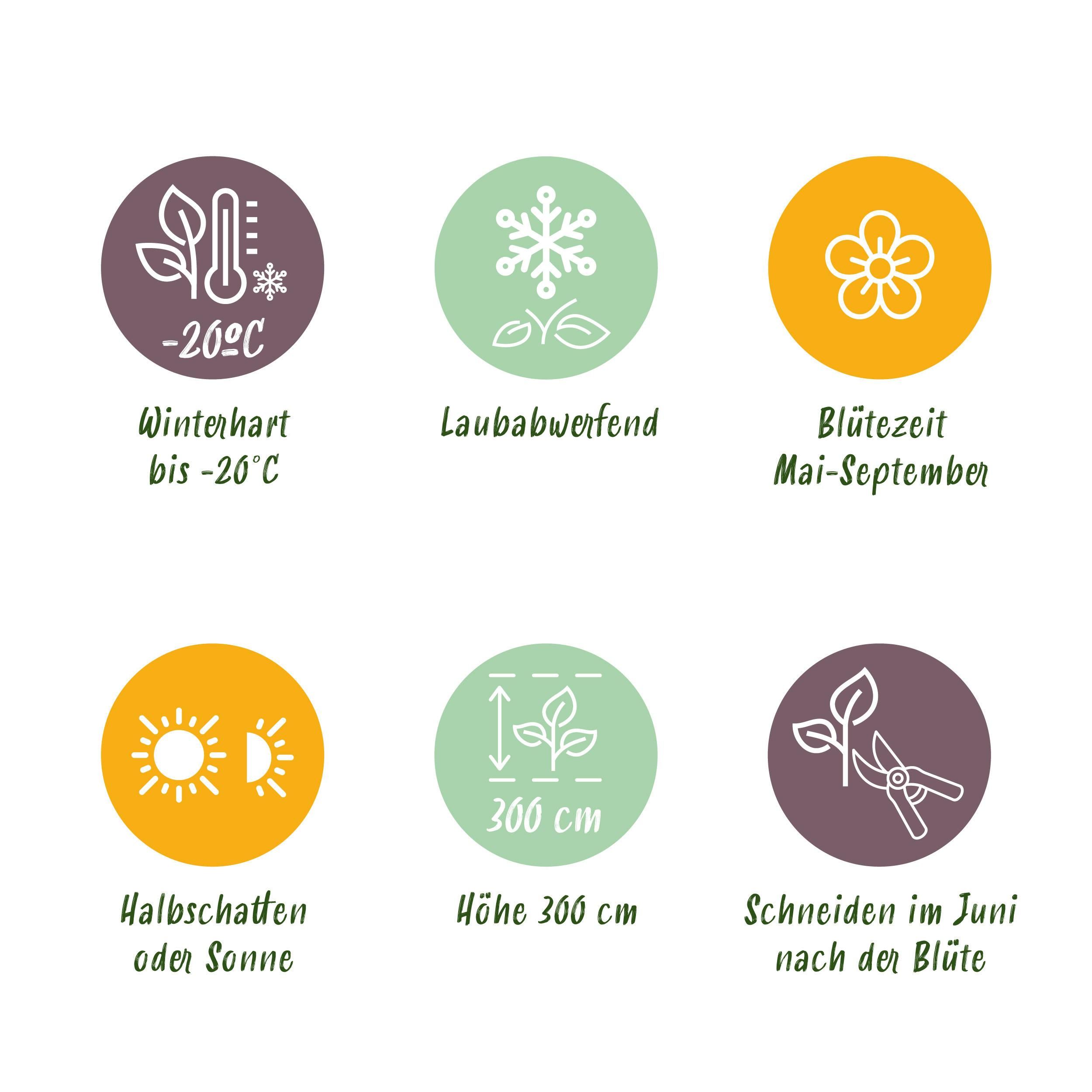 Clematis Justa – Kletterpflanze – Hellblaue Blüten – Wenig Pflege – 2 Pflanzen