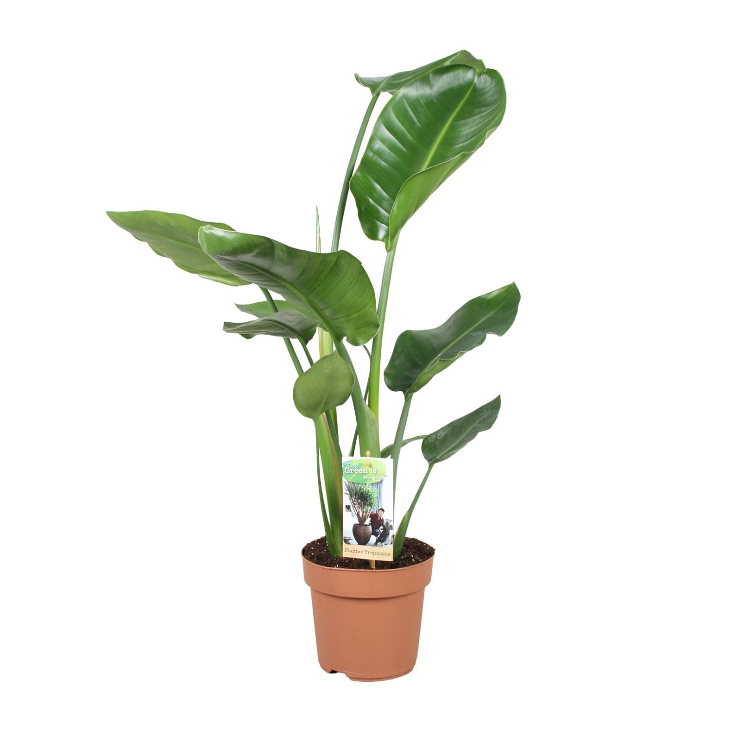 Strelitzia Nicolai Tropische Paradiesvogelblume
