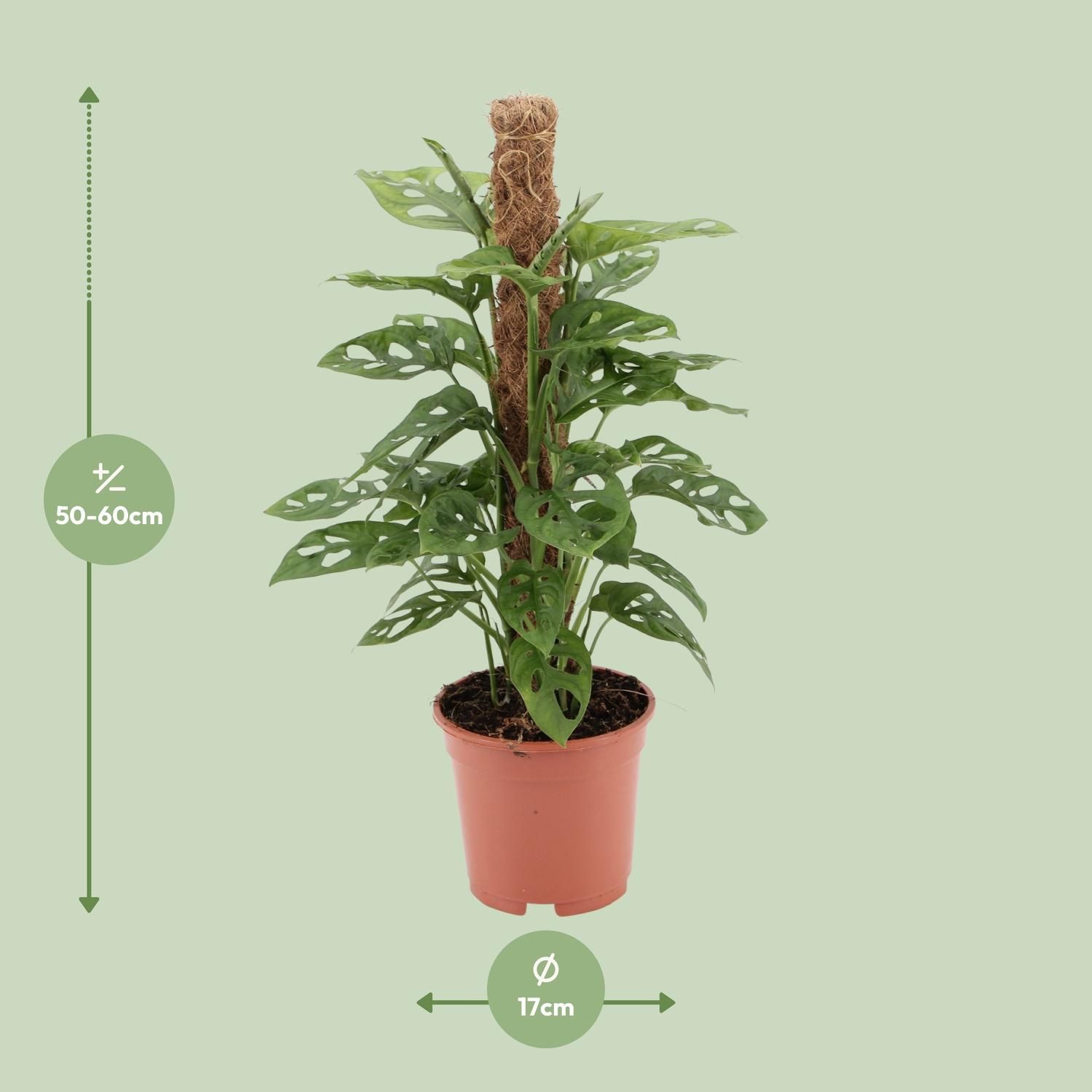 Monstera - Tropische Schweizer Käse Pflanze