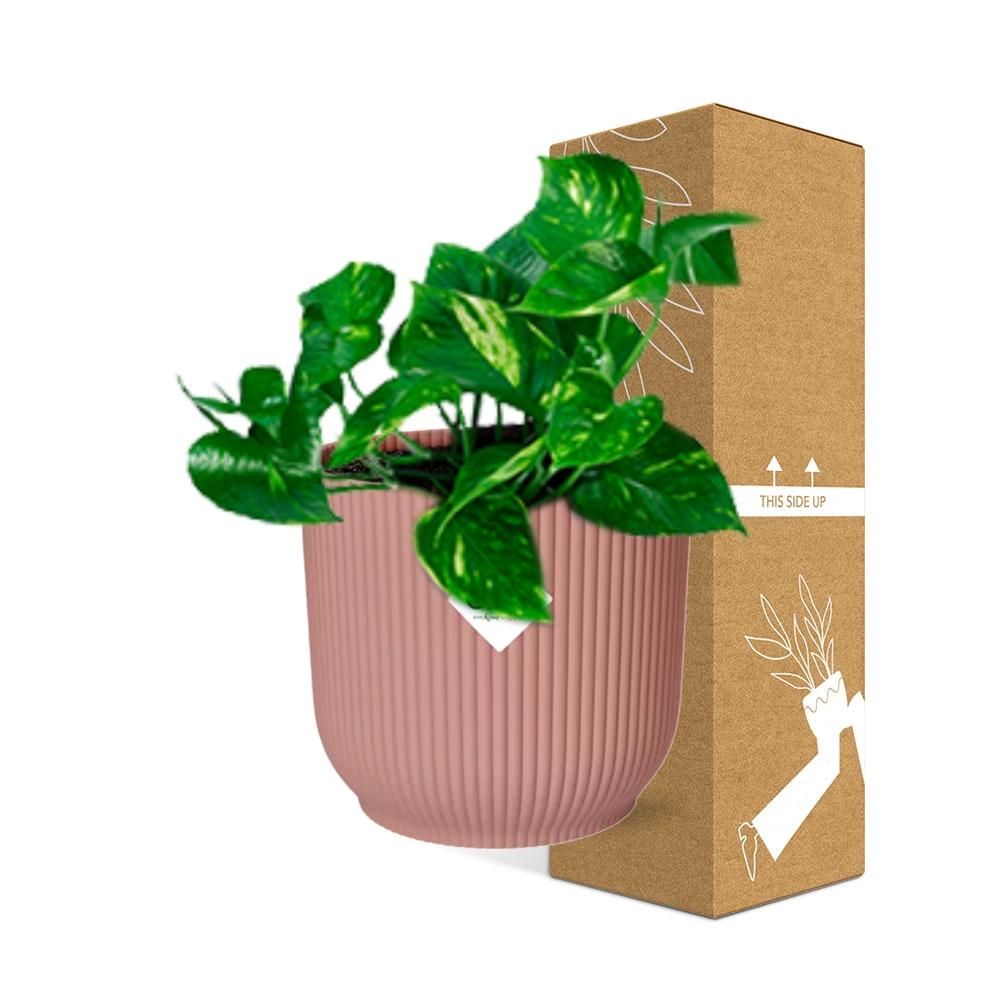 Epipremnum Pinnatum Aureum Zimmerpflanze