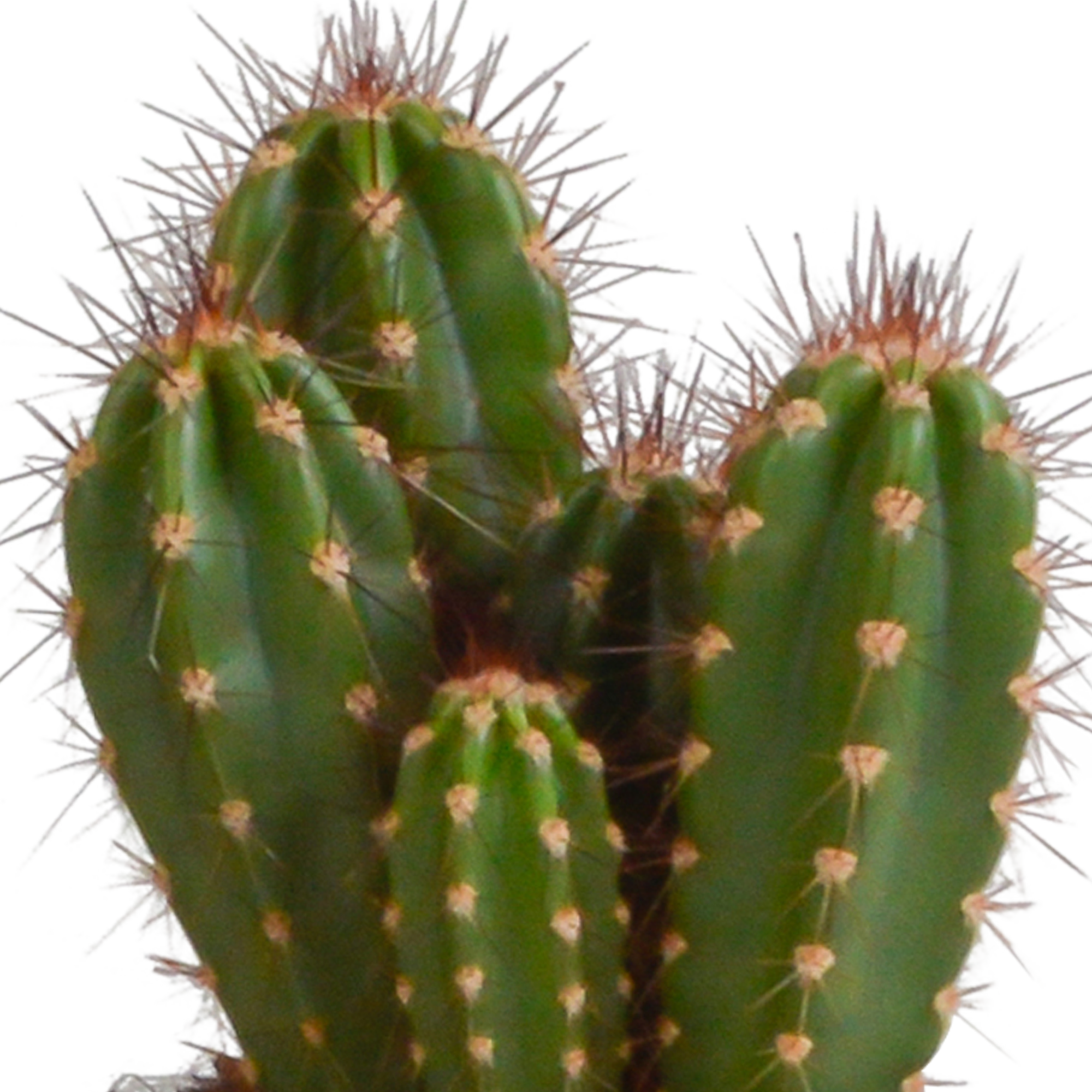 Cereus Säulenkakteen Mix in Weißem Topf