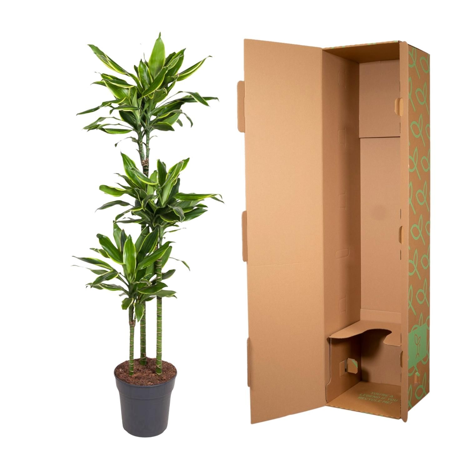 Dracaena Golden Coast Zimmerpflanze