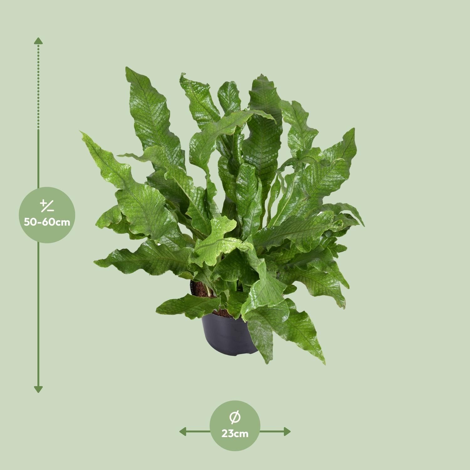 Eleganter Känguru-Farn Microsorum Diversifolium