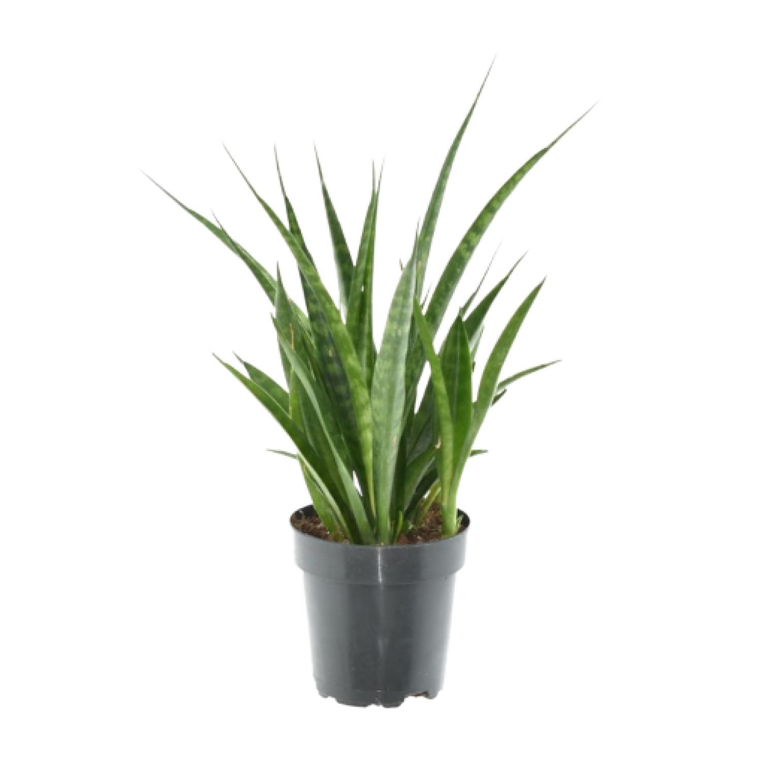 Sansevieria Kirkii Zimmerpflanze