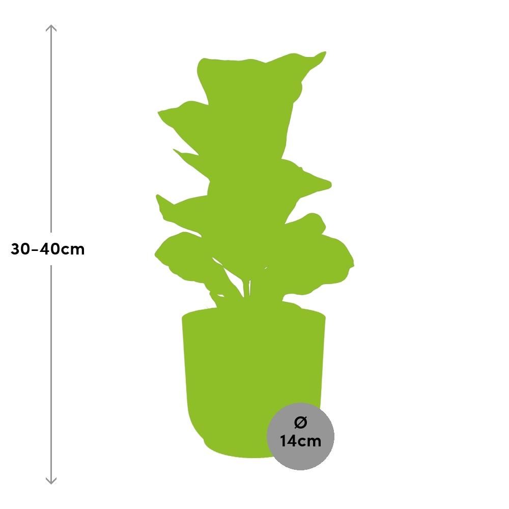 Ficus Lyrata Bambino Zimmerpflanze im Dekotopf