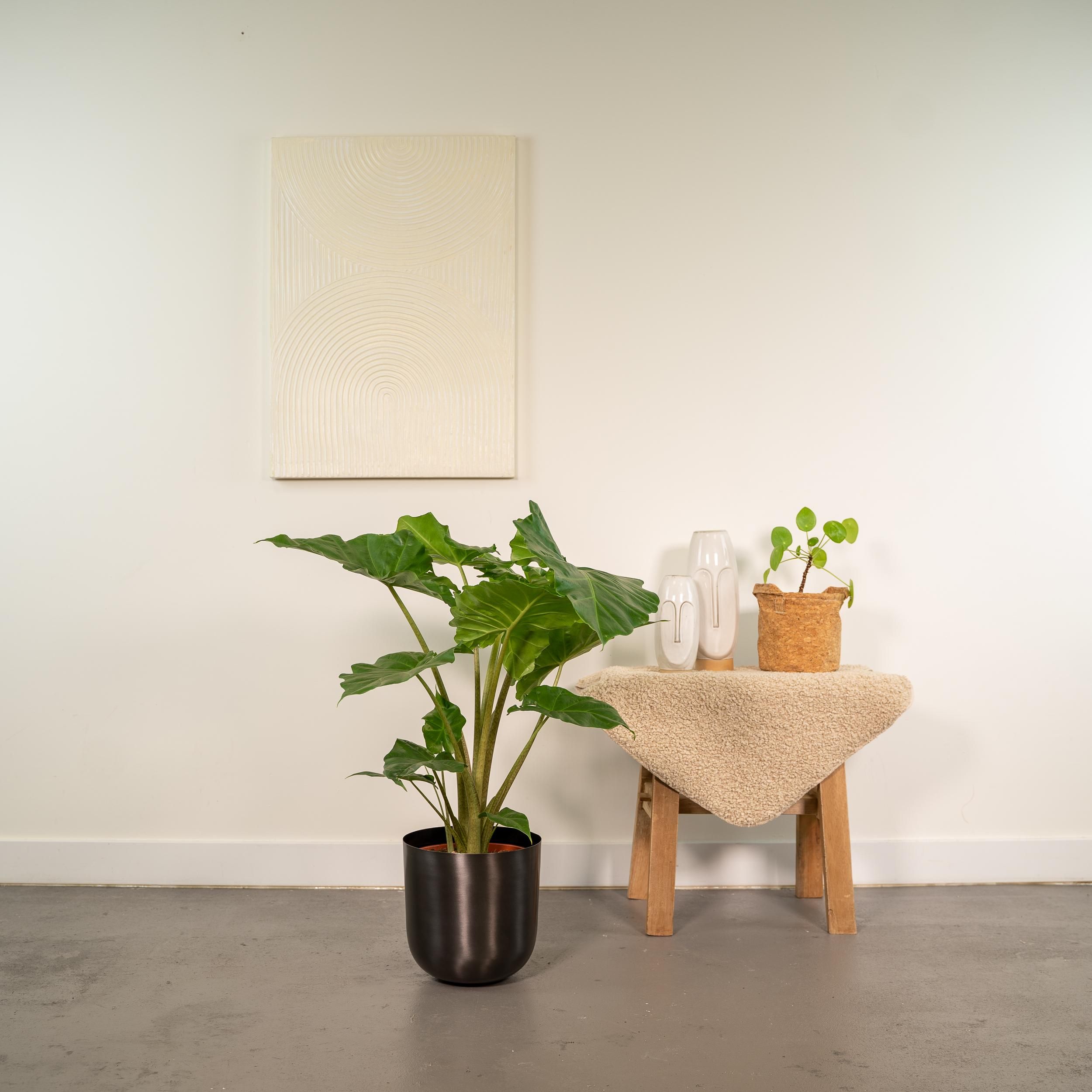 Alocasia Portodora Zimmerpflanze mit großem Elefantenohrblatt
