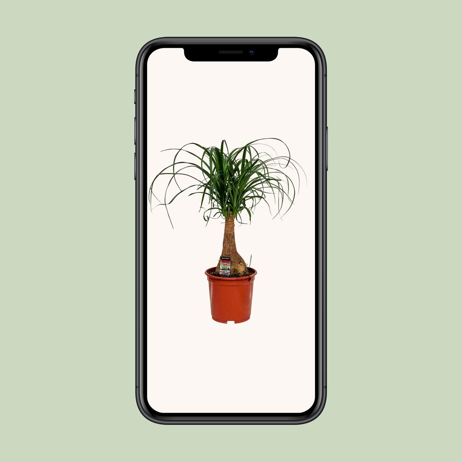Beaucarnea Elefantenfuß Zimmerpflanze