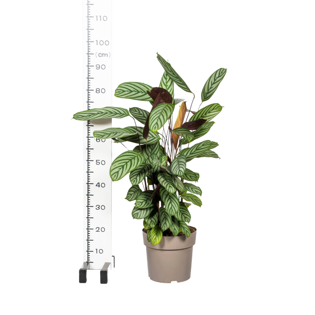 Calathea Oppenheimiana – Prachtvolle Blätter – Ø24cm