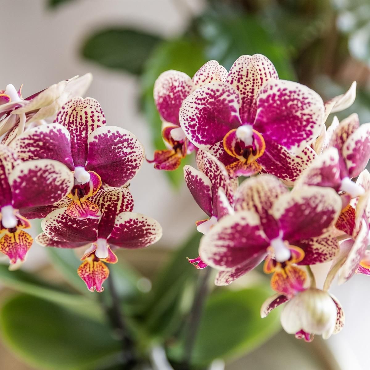 Phalaenopsis Orchidee Gelb-Rot