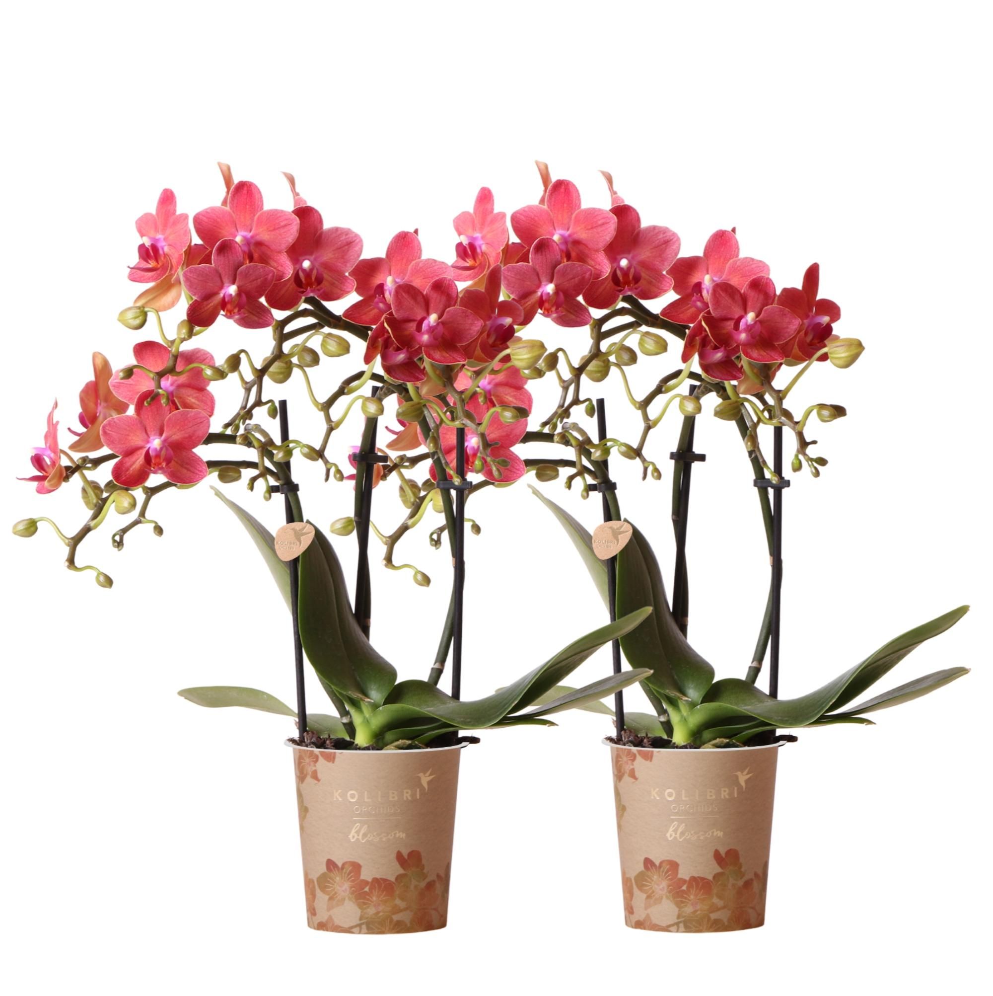 Phalaenopsis Orchidee Kongo Rot im 2er Set