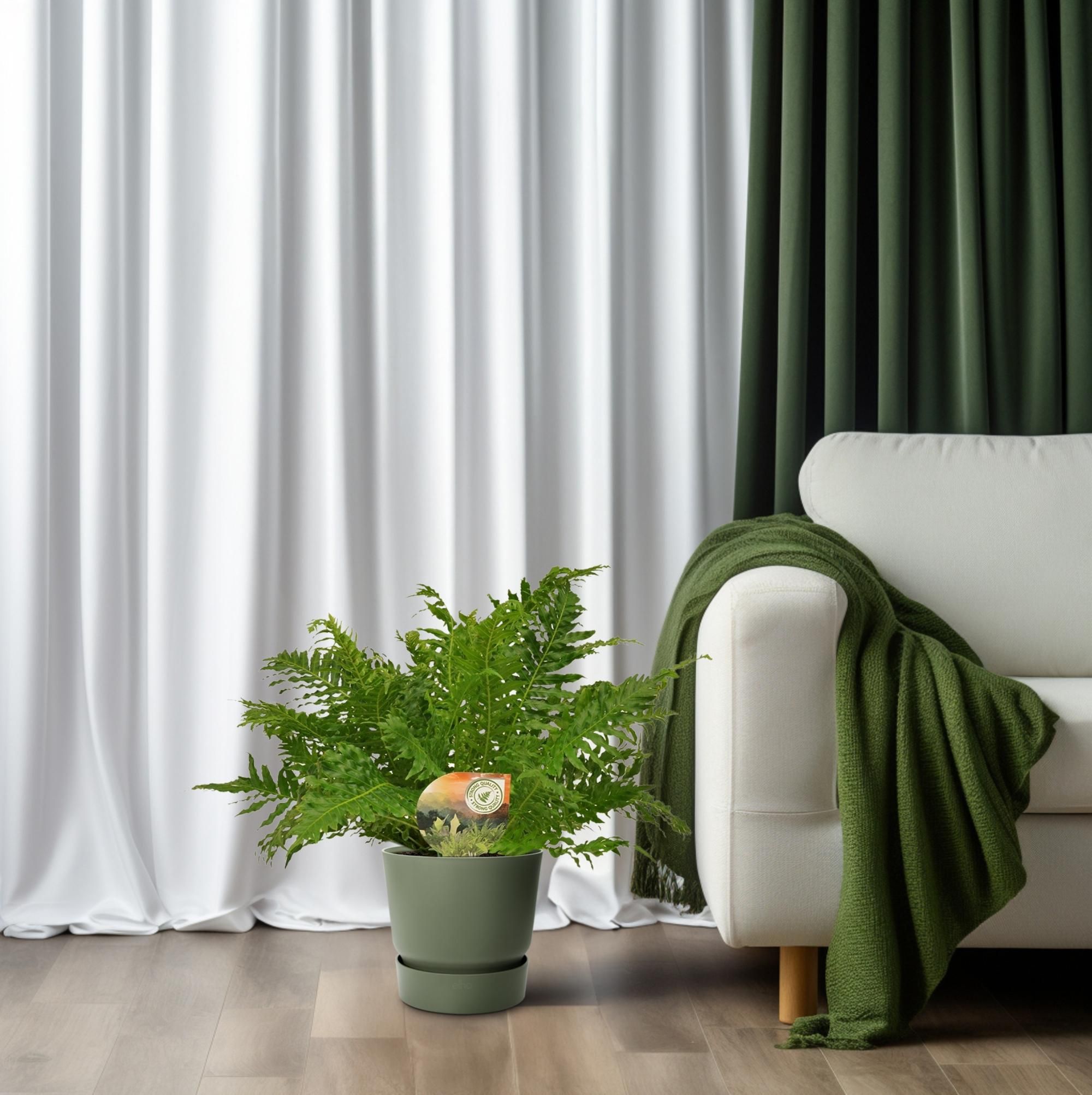 Blechnum Silver Lady Farn - Eleganter Zimmerfarn