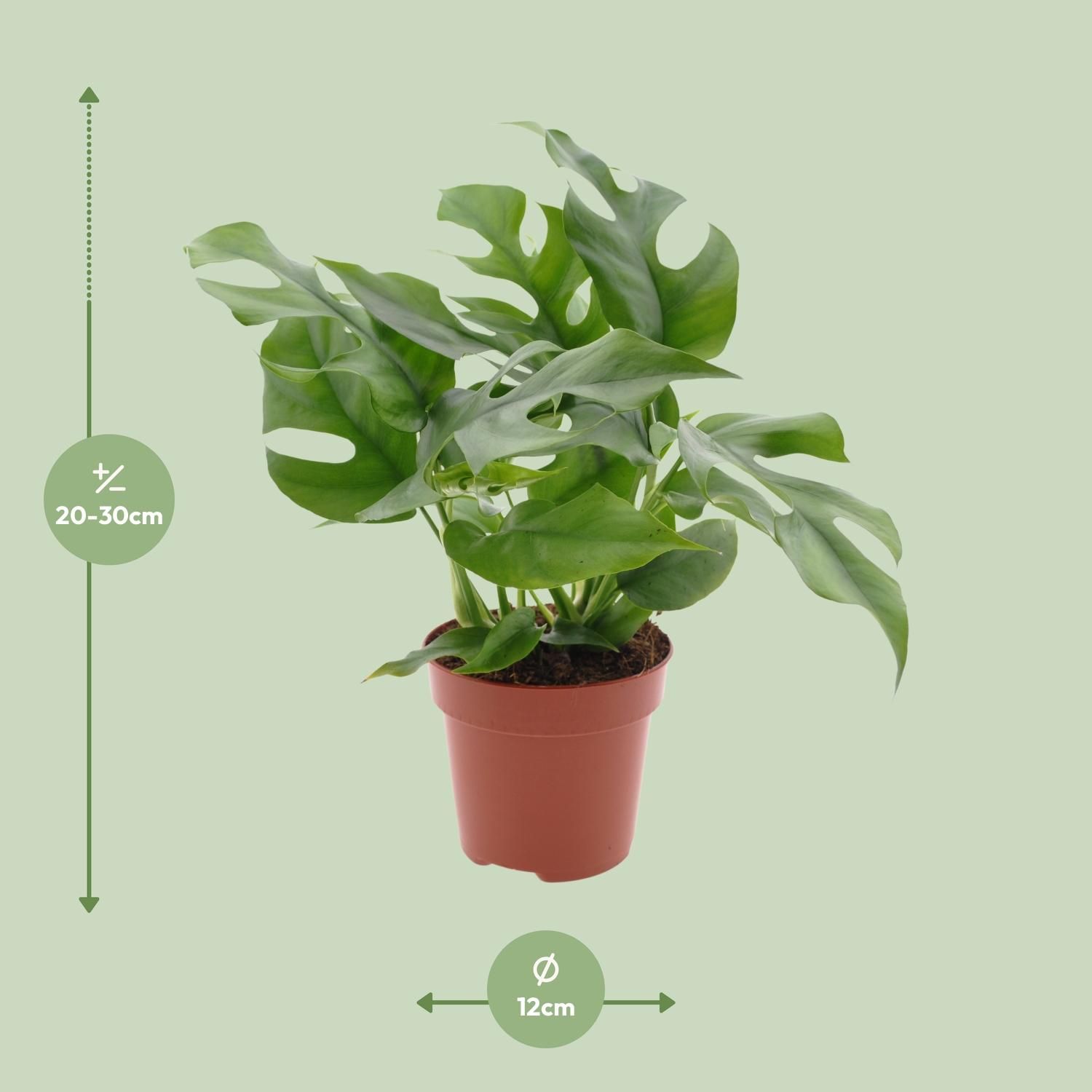 Monstera Minima Zimmerpflanze