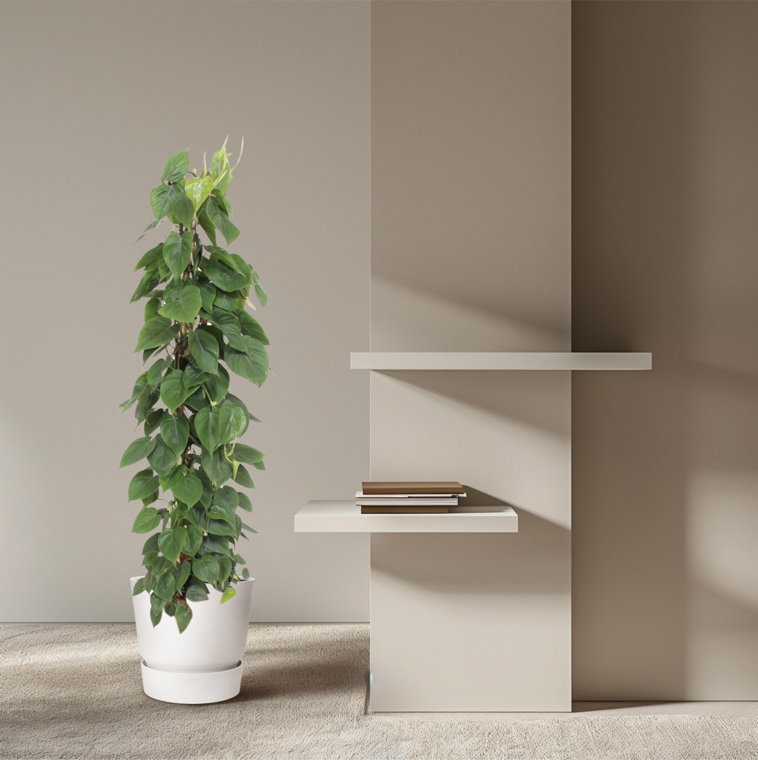 Philodendron Bipinnatifidum mit Gitterstütze