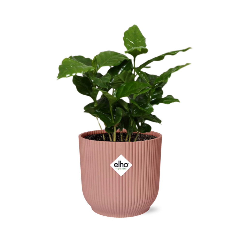 Coffea Arabica Zimmerpflanze in ELHO Vibes Fold Übertopf