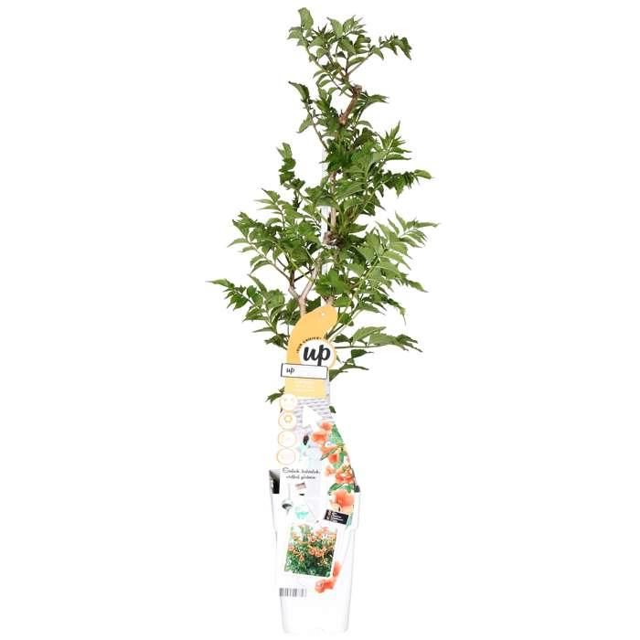 Campsis Indian Summer Trompetenblume Orange