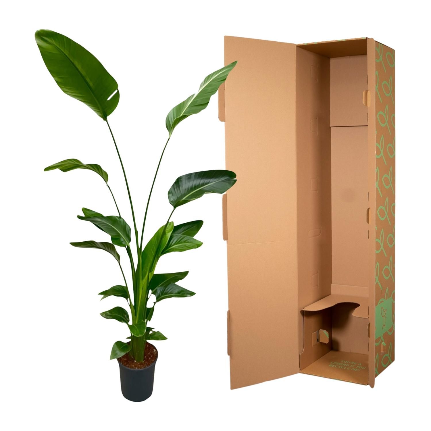 Strelitzia Nicolai Zimmerpflanze